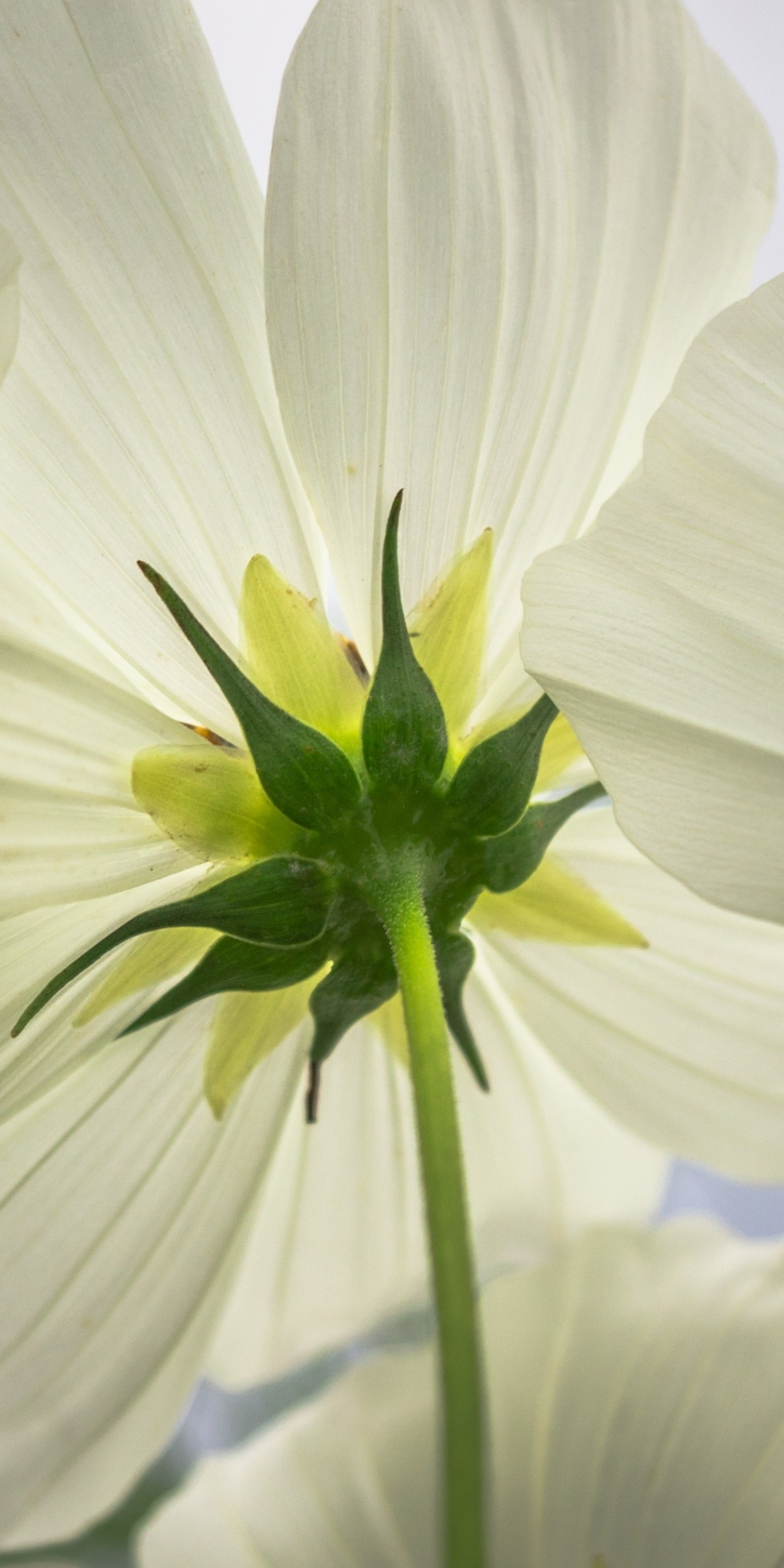 Cosmos, white flowers, close up, spring, 1080x2160 wallpaper
