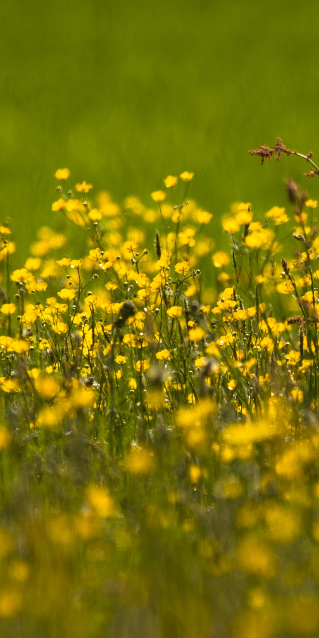 Buttercup, flowers field, yellow, meadow, plants, 1080x2160 wallpaper