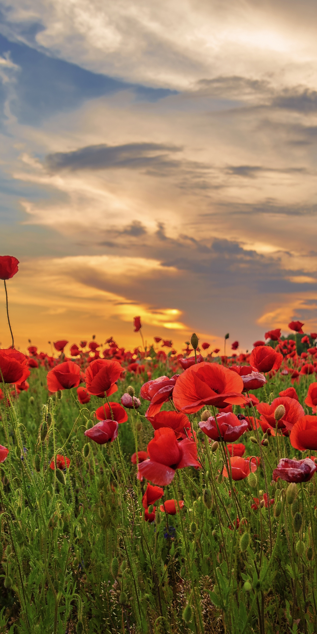 Sunset, poppy, field, flowers, red, 1080x2160 wallpaper