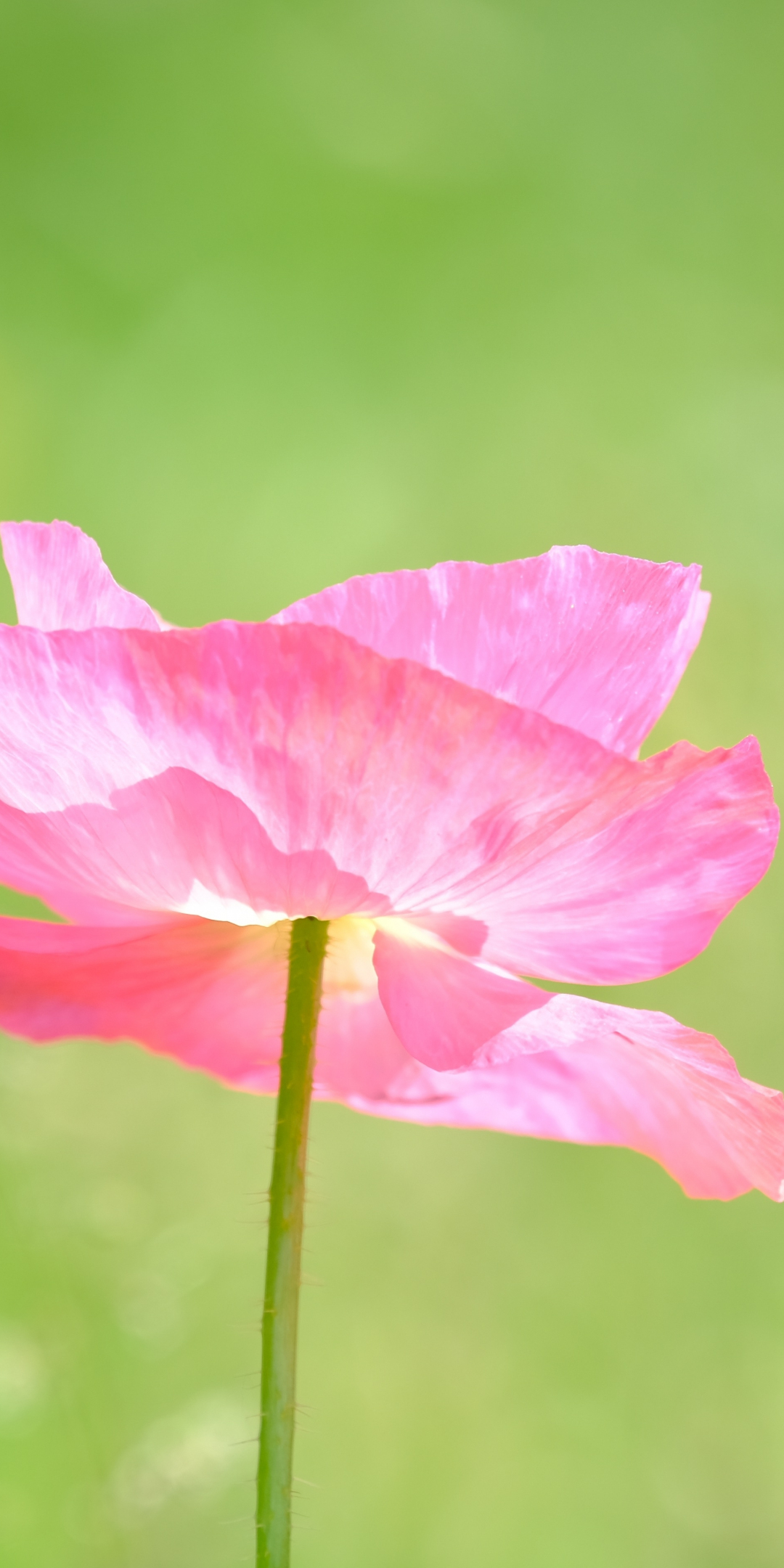 Poppy, a pink flower close up, summer, 1080x2160 wallpaper
