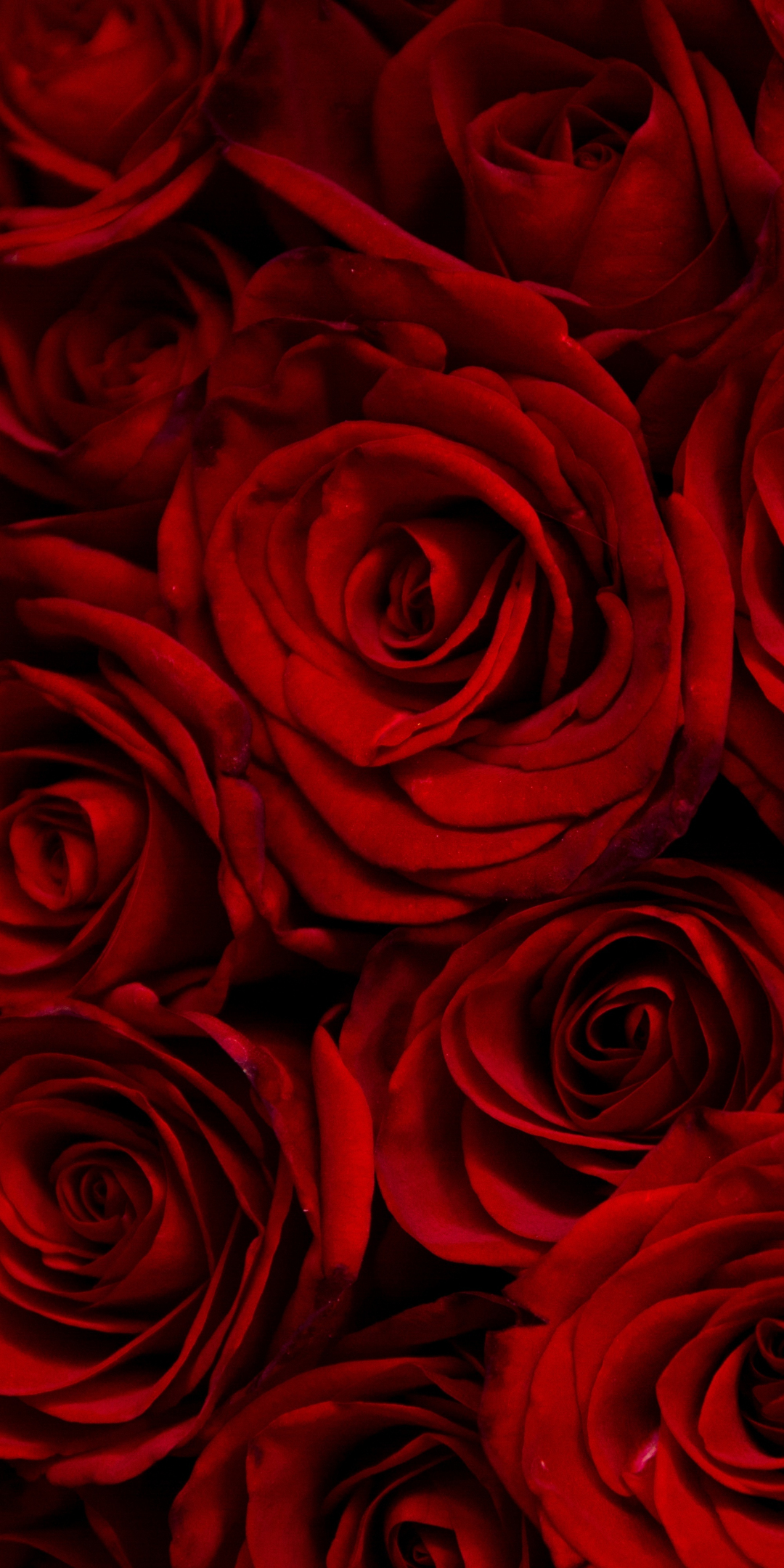 Dark, red roses, decorative, 1080x2160 wallpaper