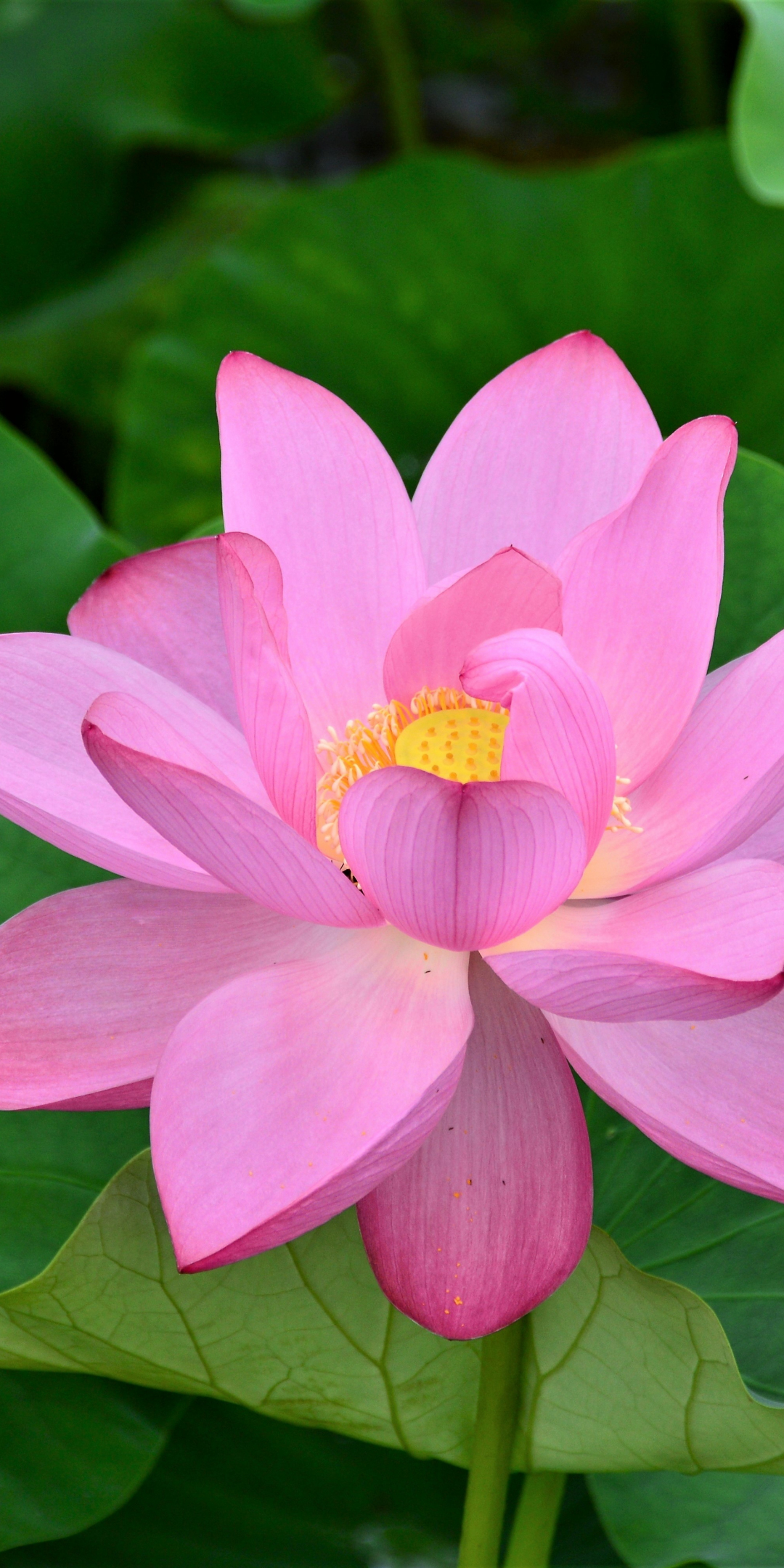 Bloom, pink lotus, flowers, green leaves, 1080x2160 wallpaper