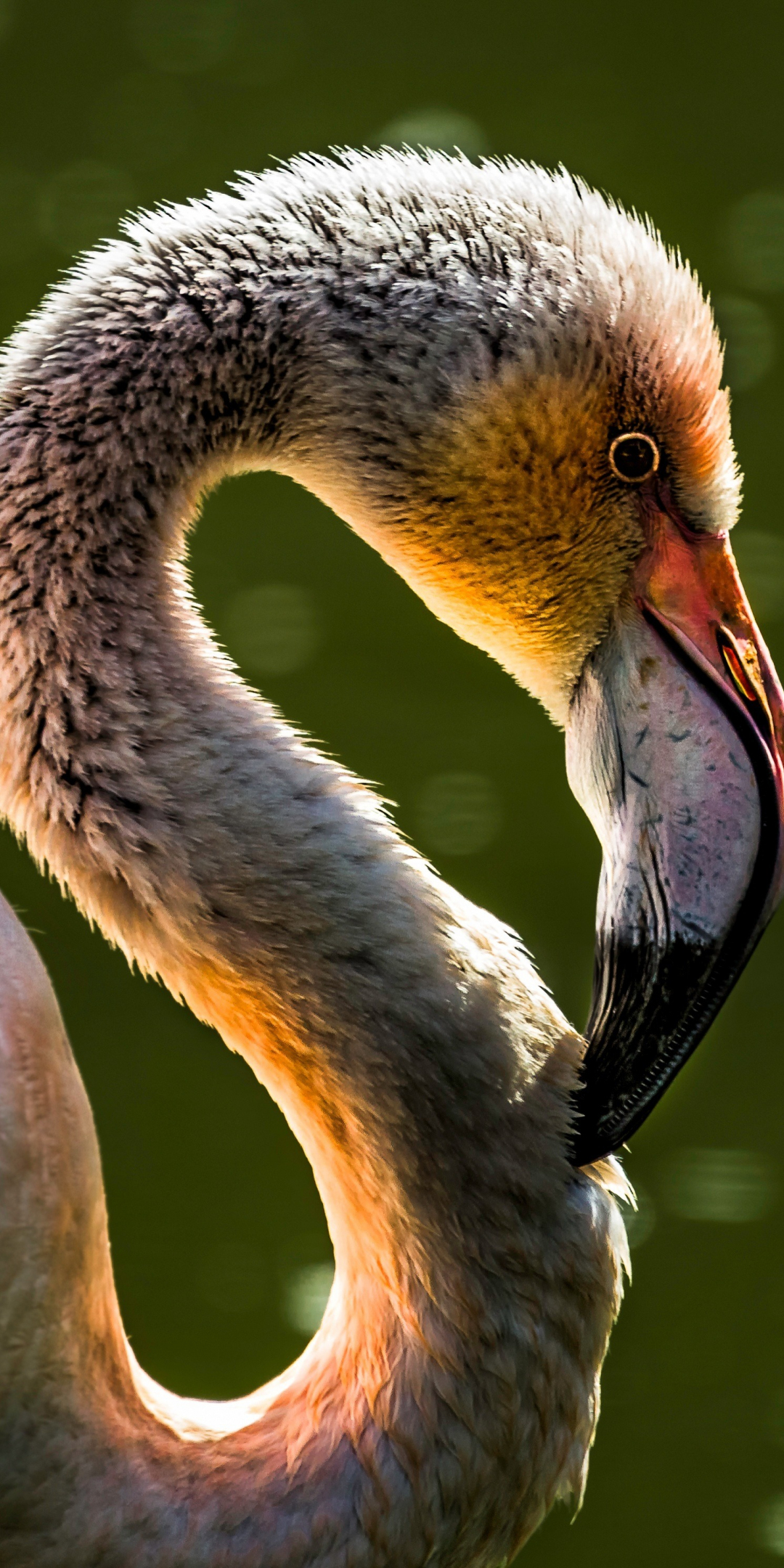 Flamingo, bird, portrait, neck and beak, muzzle, 1080x2160 wallpaper