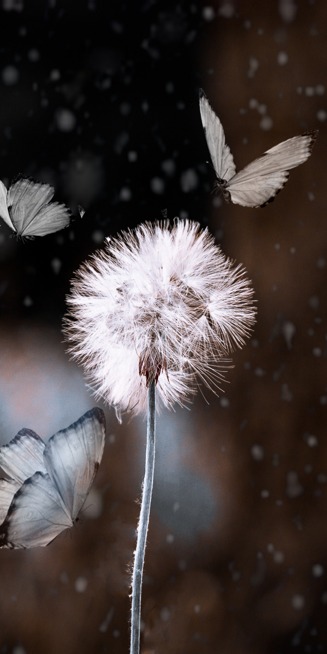 Bokeh, dandelion and butterfly, blur, 1080x2160 wallpaper