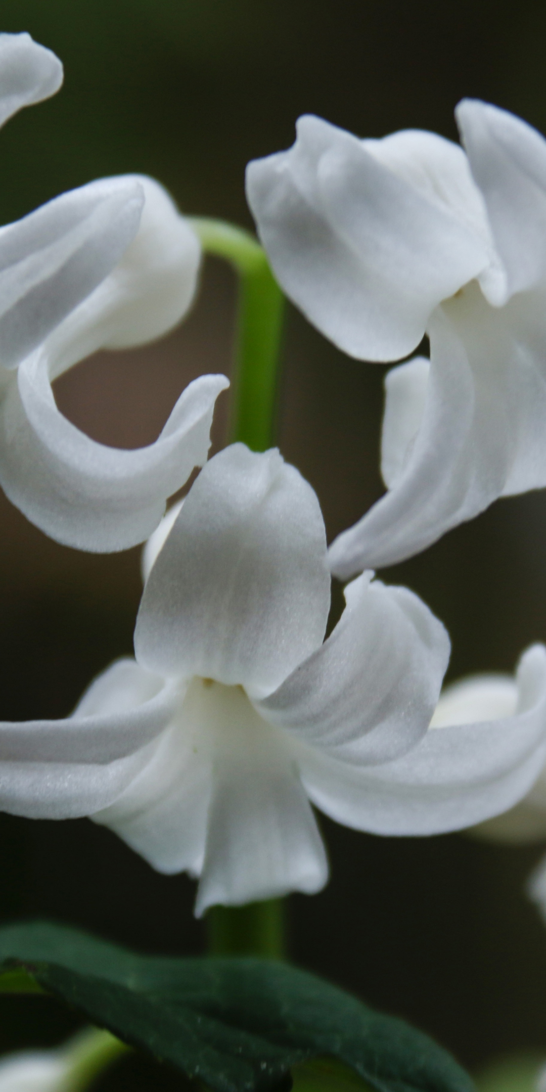 Hyacinth, white flowers, close up, bloom, 1080x2160 wallpaper
