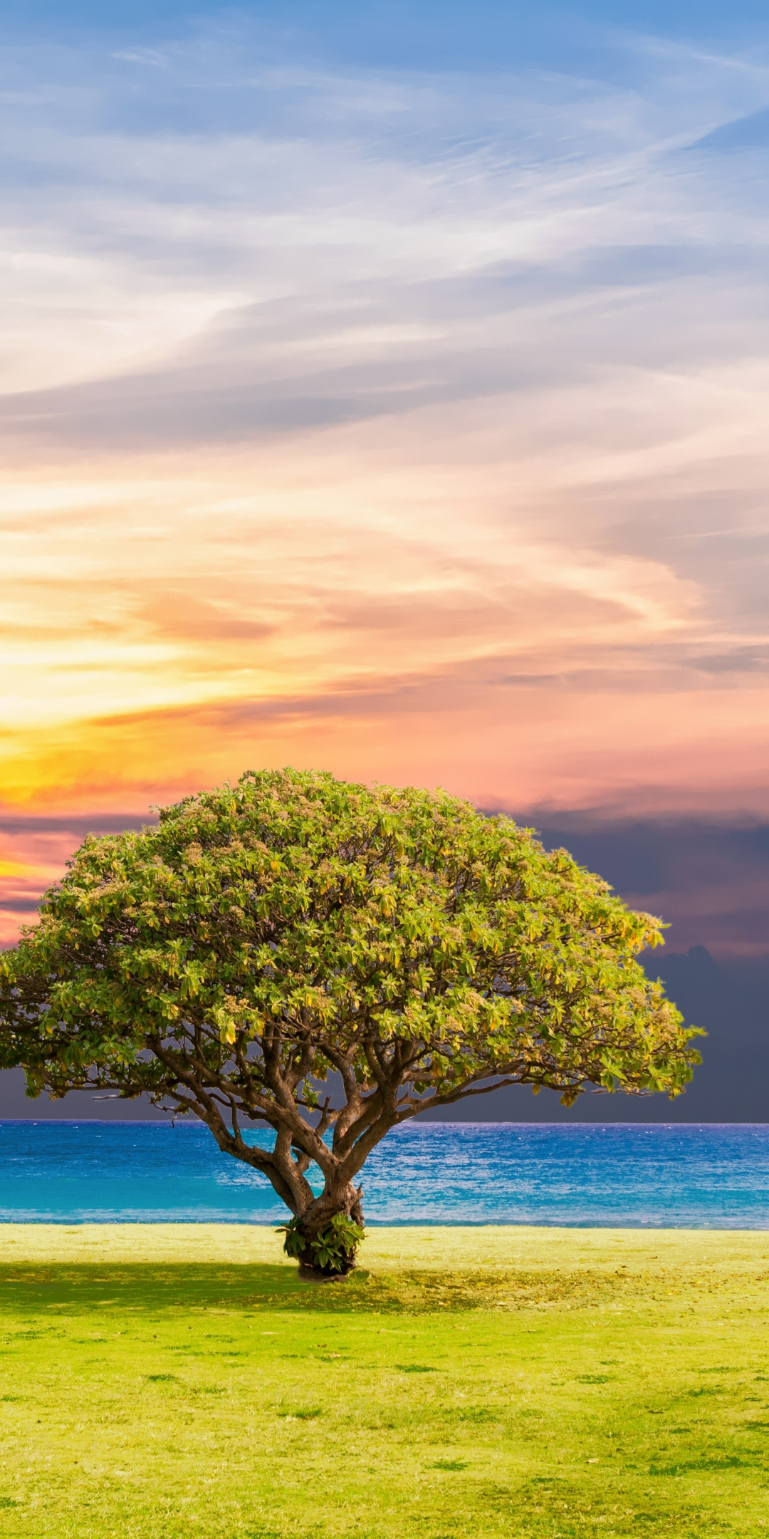 Green big tree, grassland, sunset, landscape, photoshop, 1080x2160 wallpaper