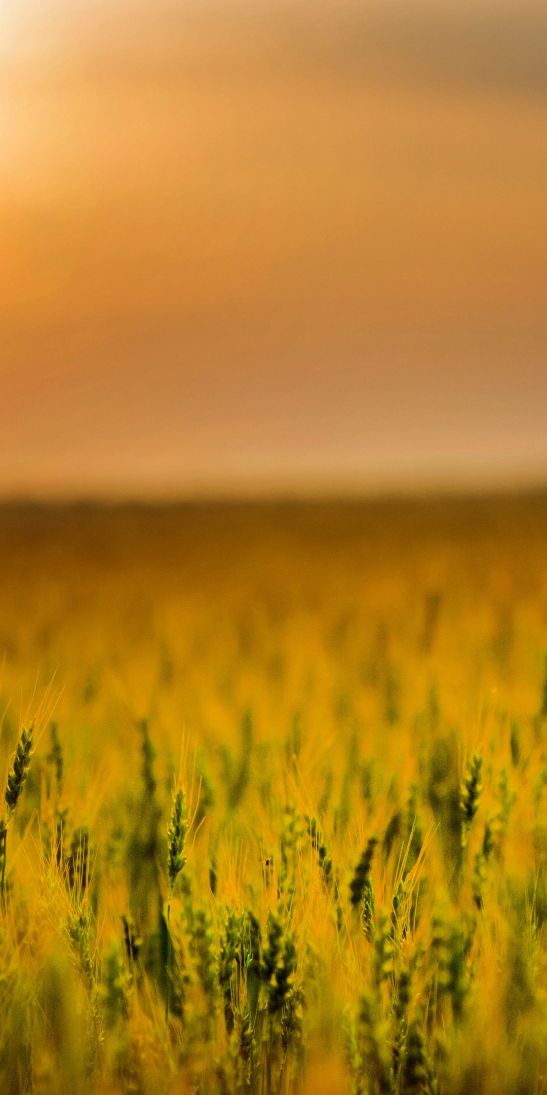 Agriculture, cereal, corn farm, sunset, 1080x2160 wallpaper