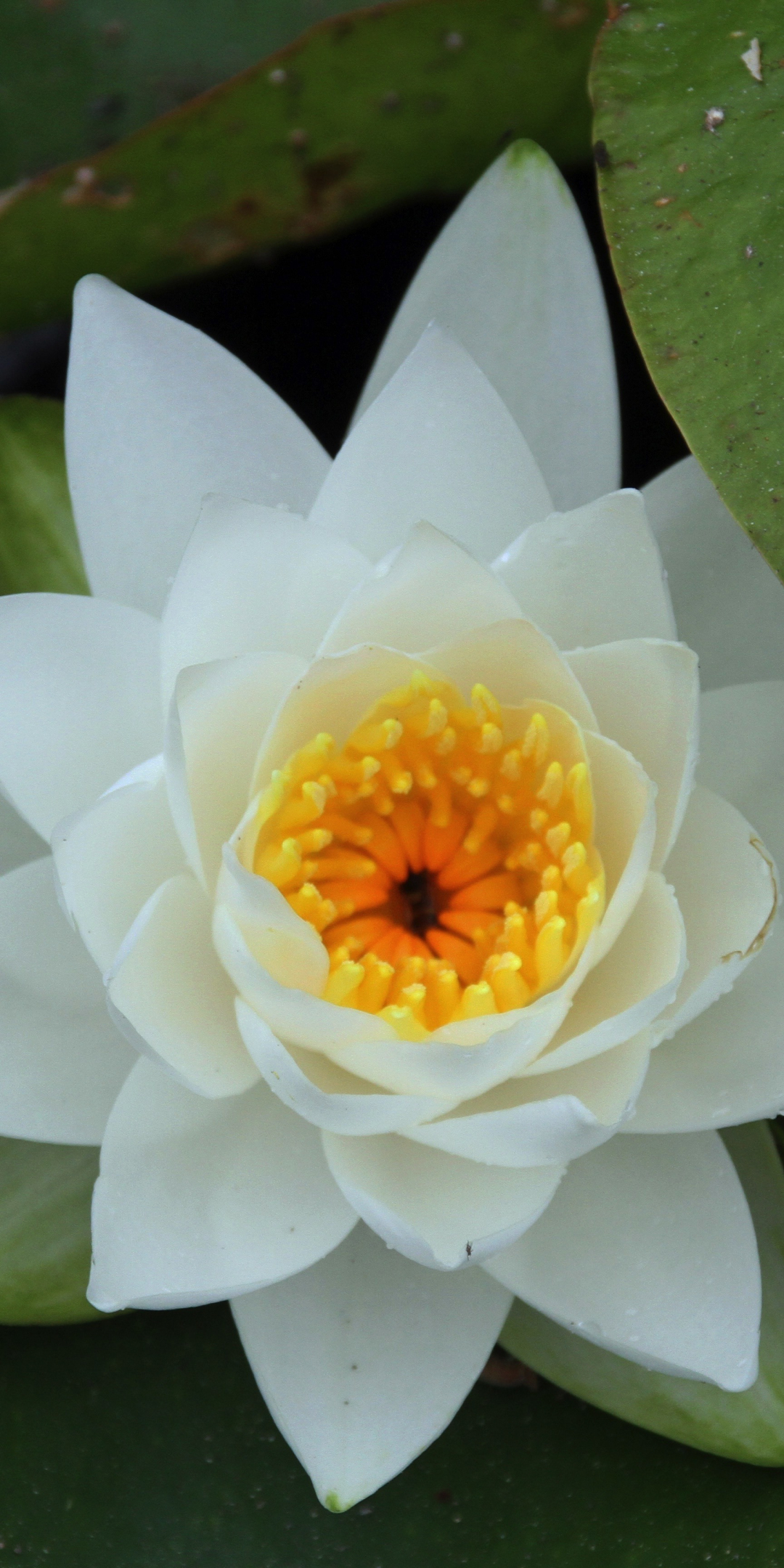 White flower, water lily, bloom, flower, 1080x2160 wallpaper