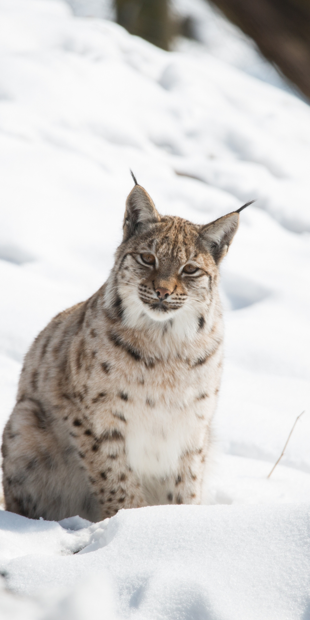 Snow, outdoor, wild cat, Lynx, 1080x2160 wallpaper