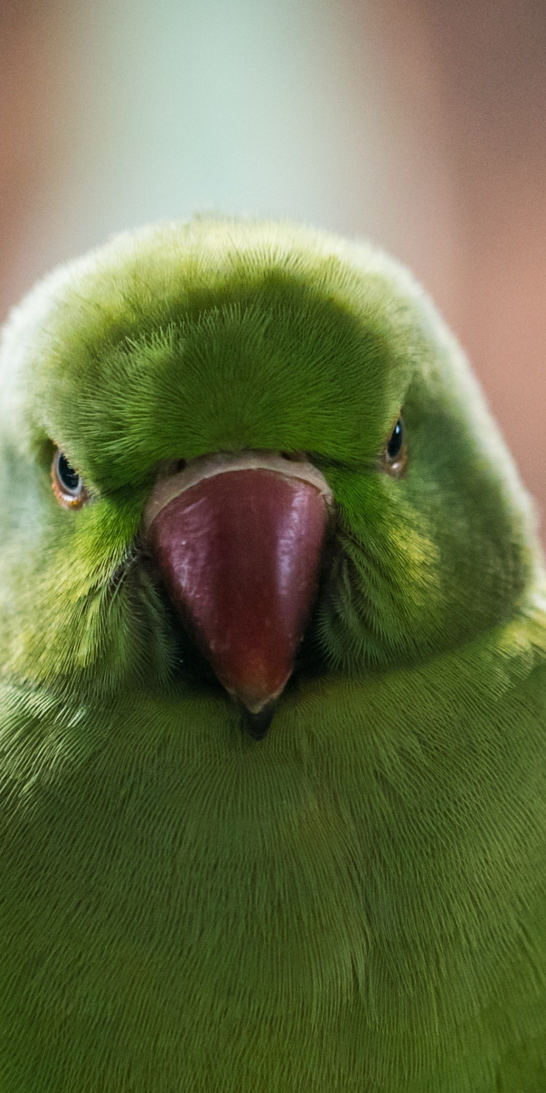 Close up, green parrot, beautiful, 1080x2160 wallpaper