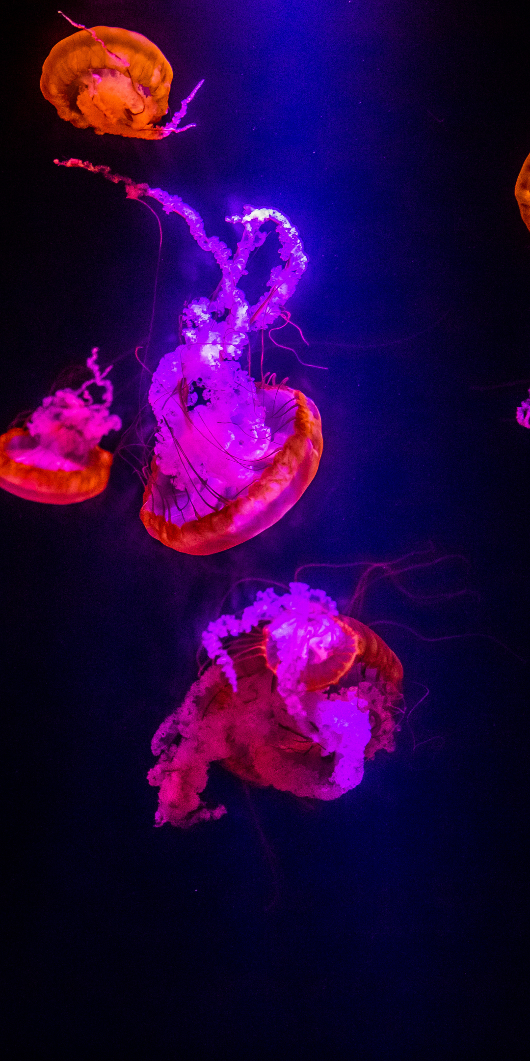 Jellyfish, underwater, orange glow, pink, 1080x2160 wallpaper