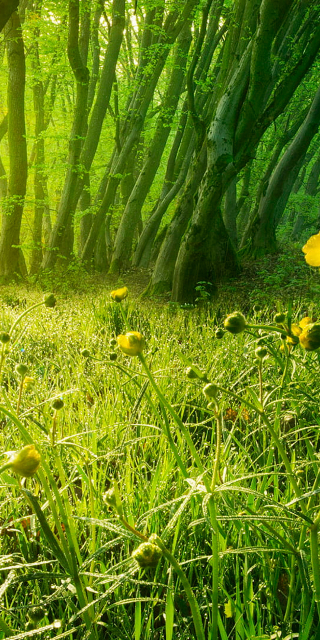 Yellow flowers, meadow, landscape, poppy, nature, 1080x2160 wallpaper