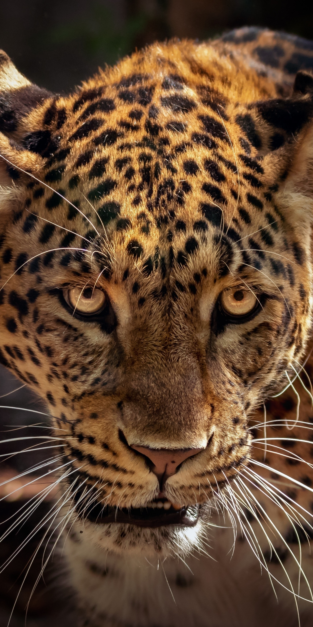 Wild, predator, curious, muzzle, jaguar, animal, 1080x2160 wallpaper