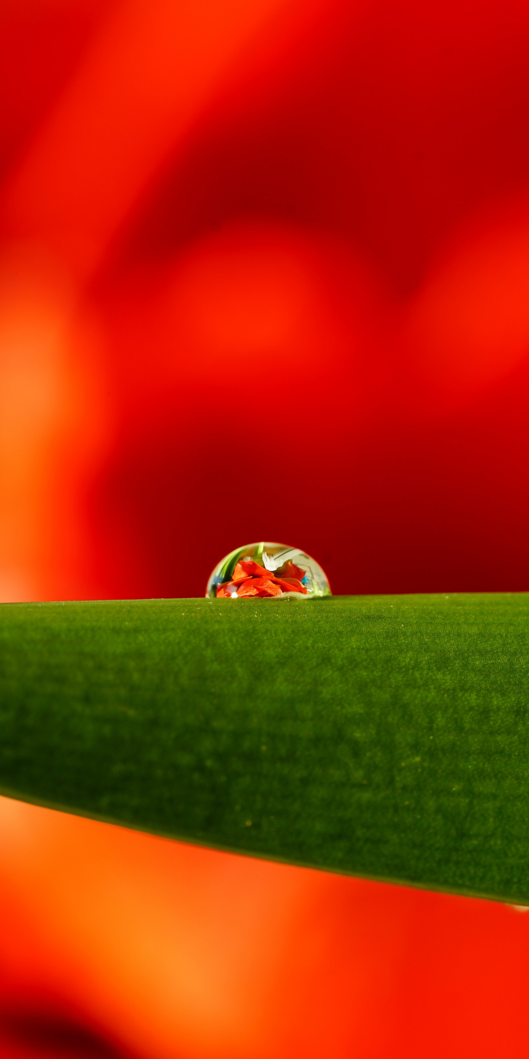 Leaf, water drops, close up, 1080x2160 wallpaper