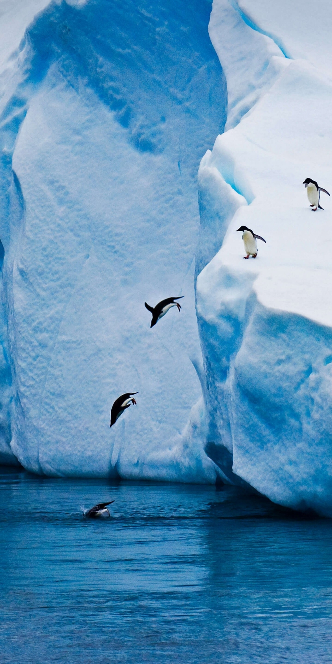 Penguin jump, glacier, ice winter, nature, 1080x2160 wallpaper