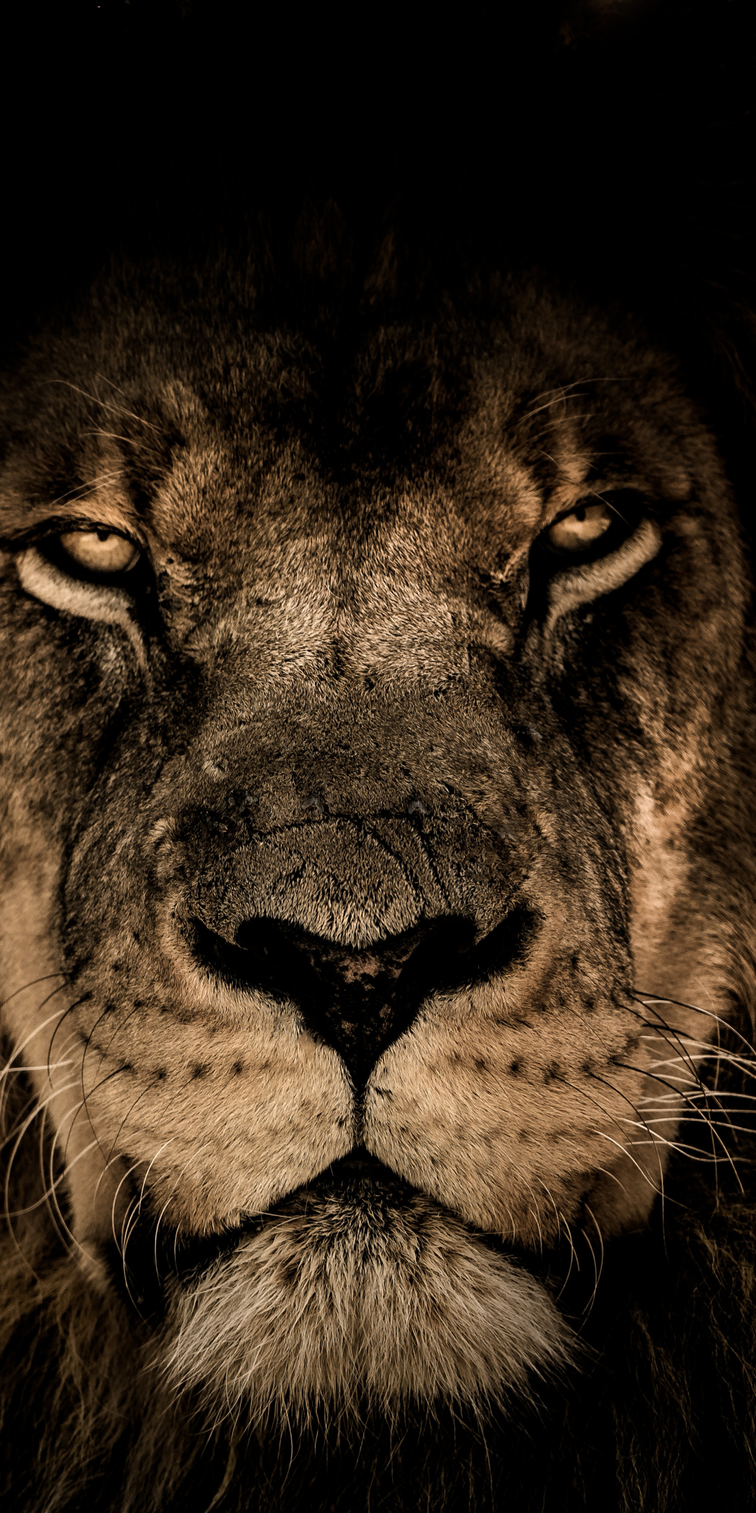 African lion, beast, predator, muzzle, 1080x2160 wallpaper