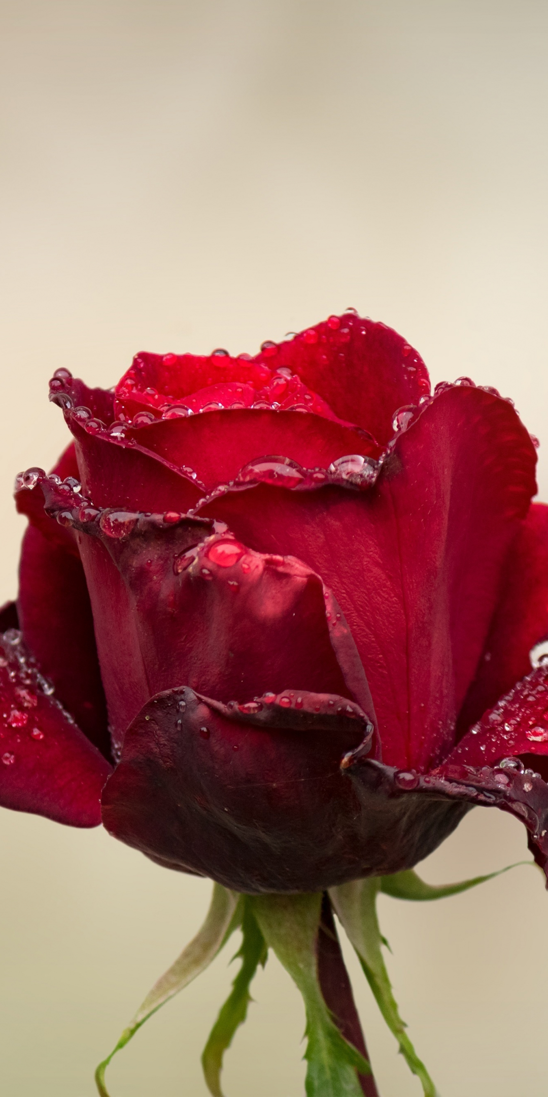 Red Rose, water drops, bud, 1080x2160 wallpaper