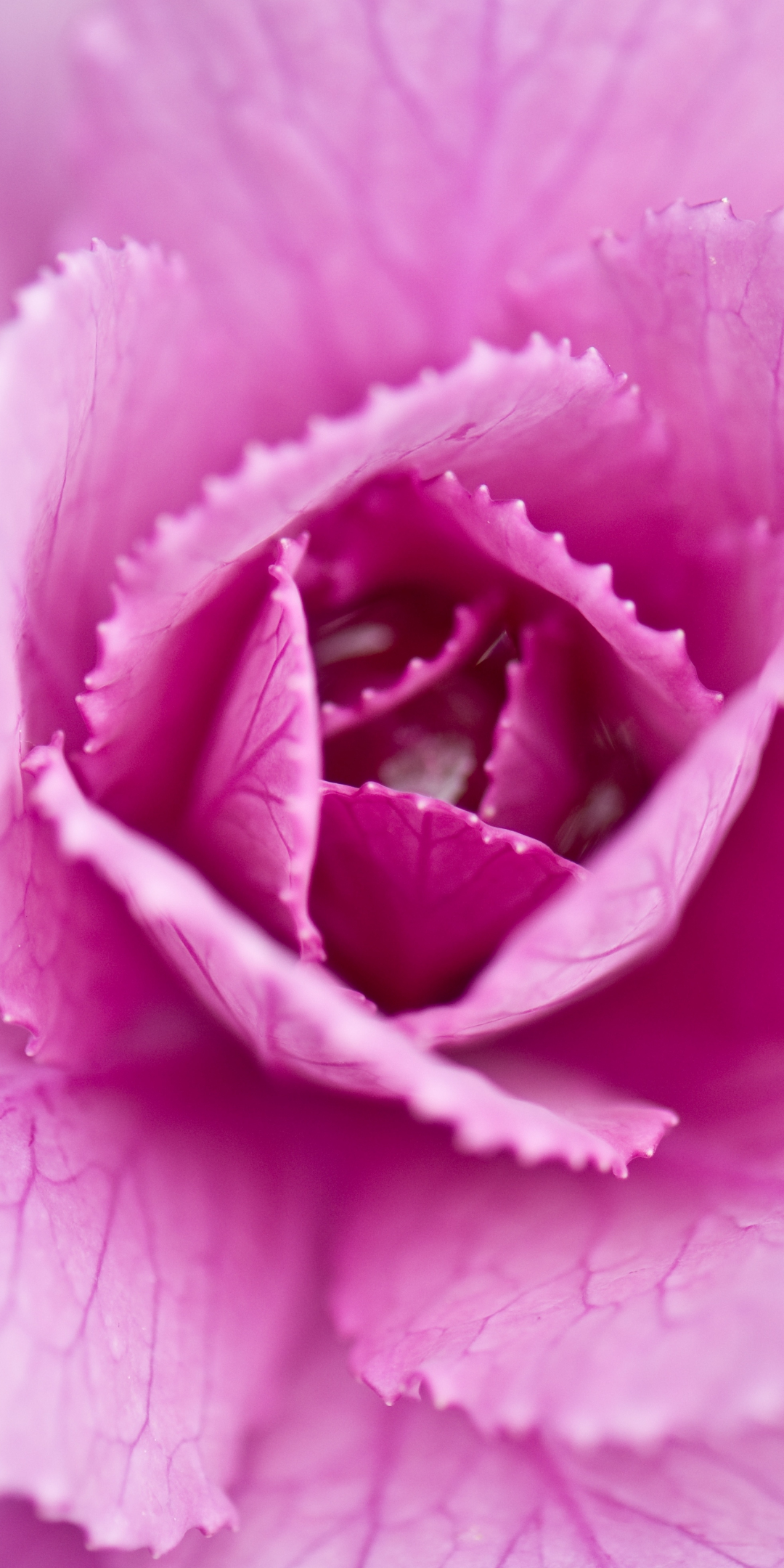 Pink flower, cabbage, close up, 1080x2160 wallpaper