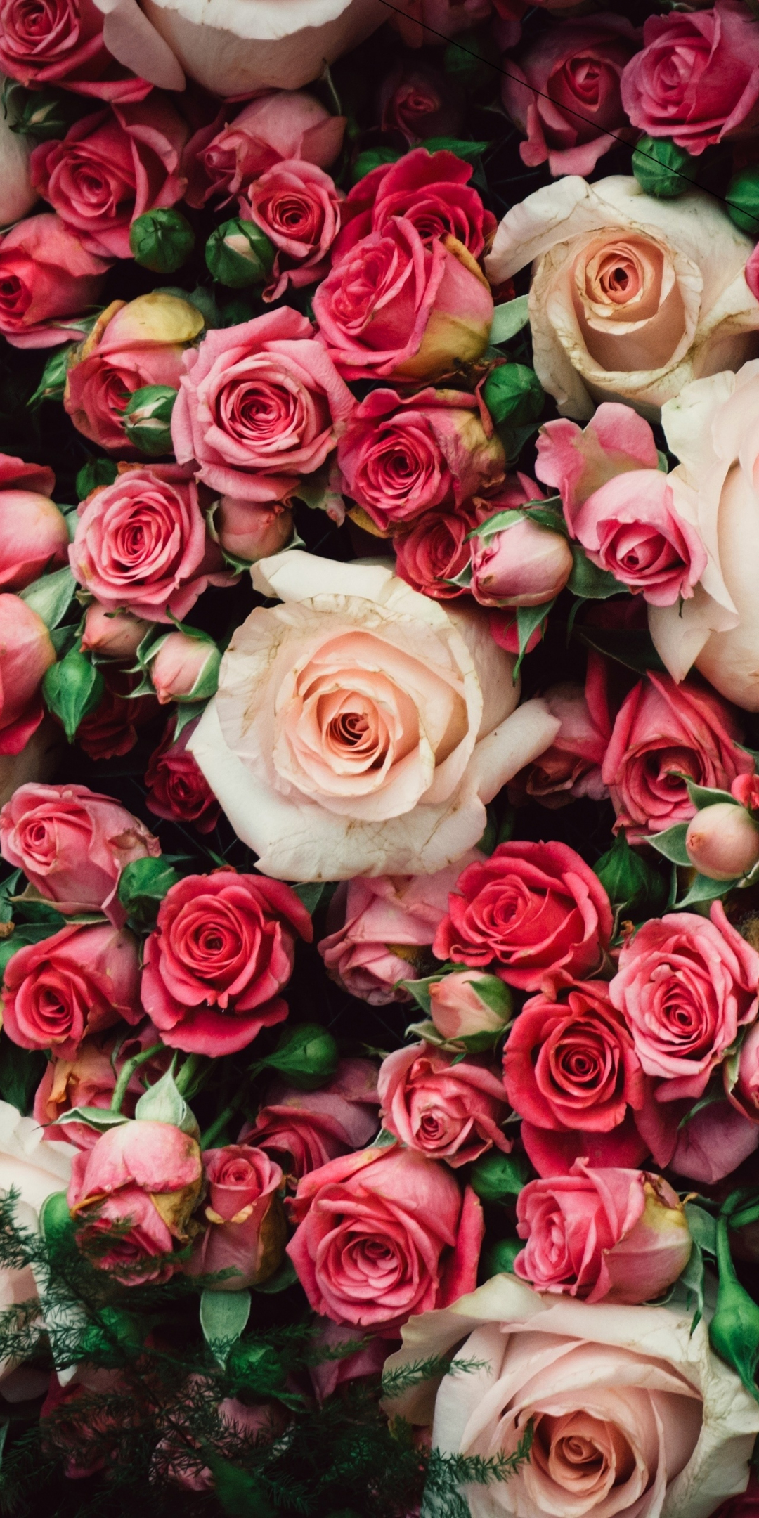Fresh roses, pink, decoration, 1080x2160 wallpaper