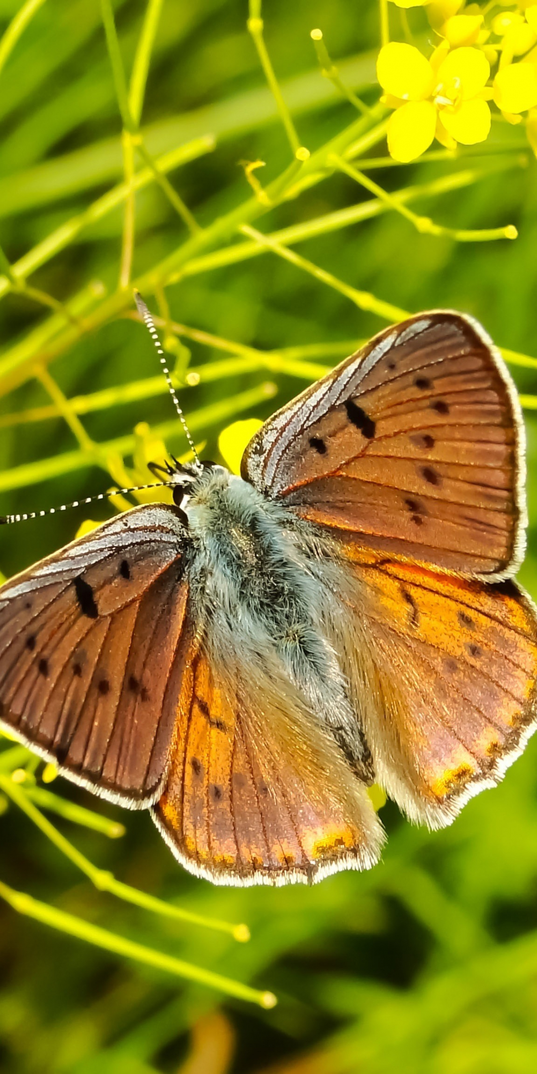Close up, butterfly, insect, 1080x2160 wallpaper