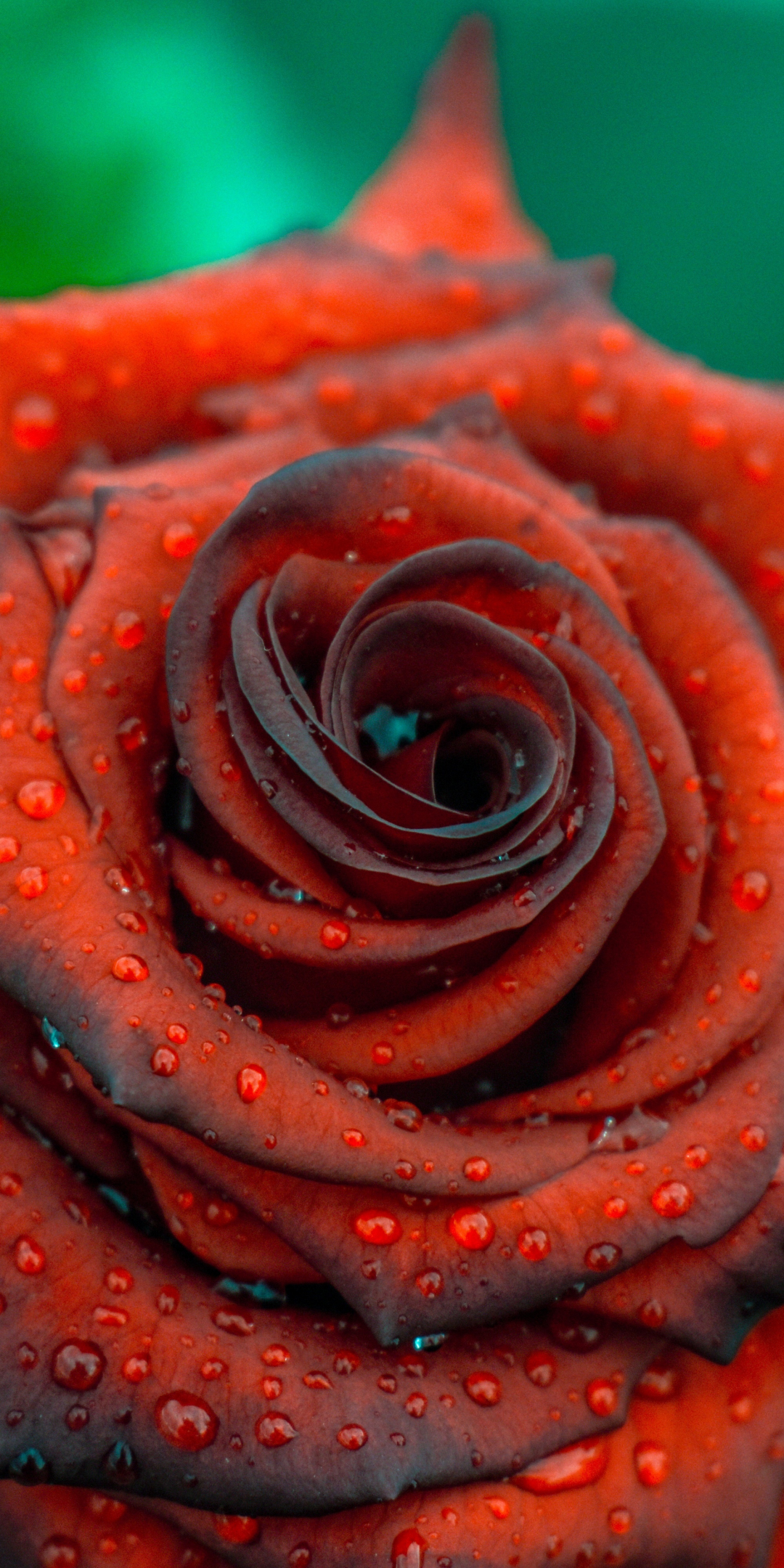 Rose, close up, drops, blood red, 1080x2160 wallpaper