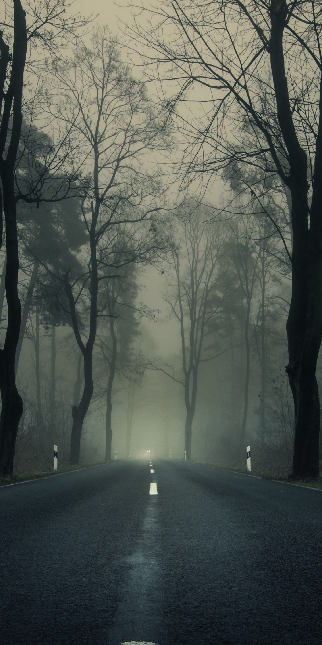 Haze, misty day, sunrise, highway, forest, 1080x2160 wallpaper