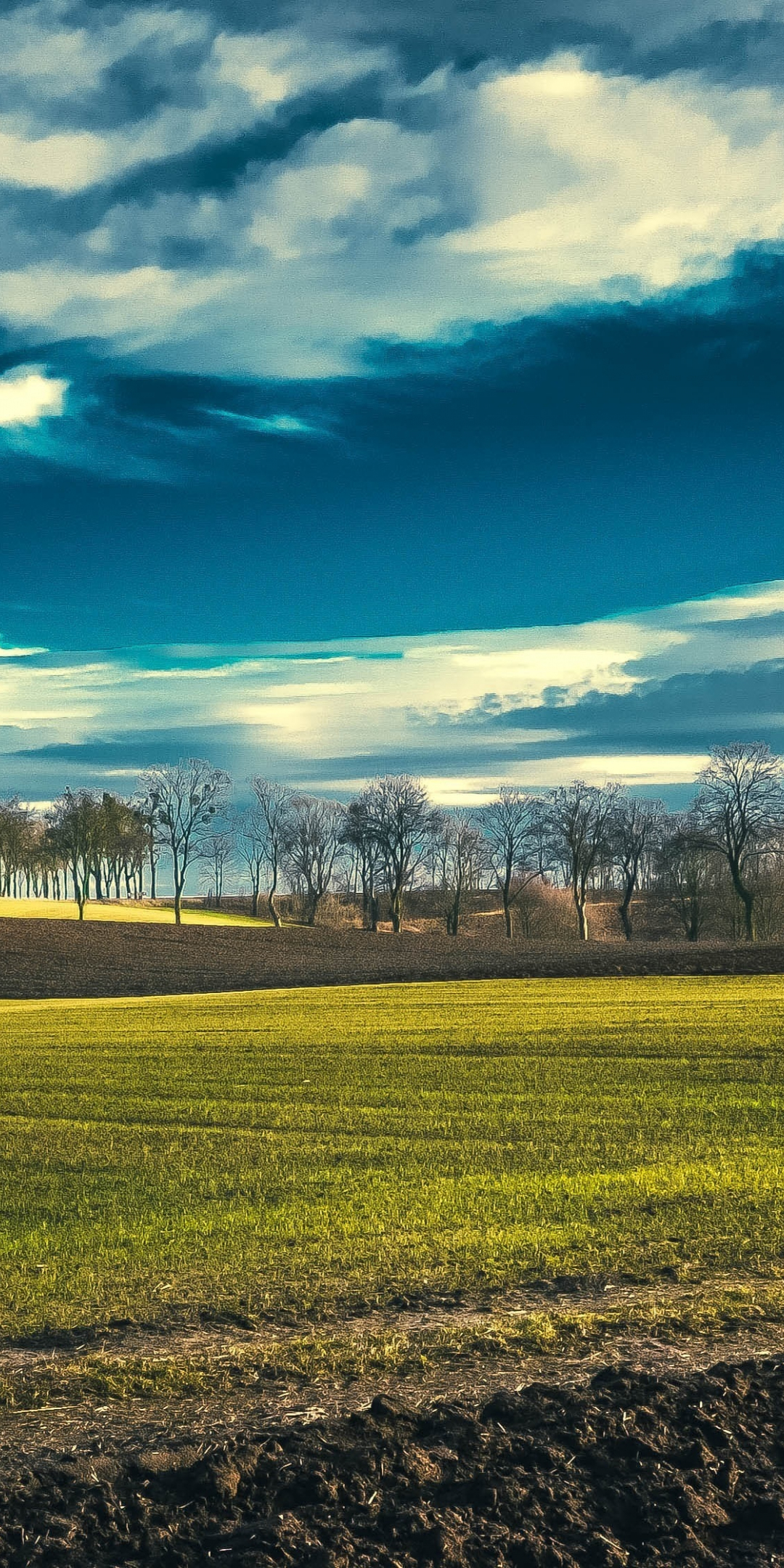 Field, landscape, spring, blue sky, sunny day, 1080x2160 wallpaper