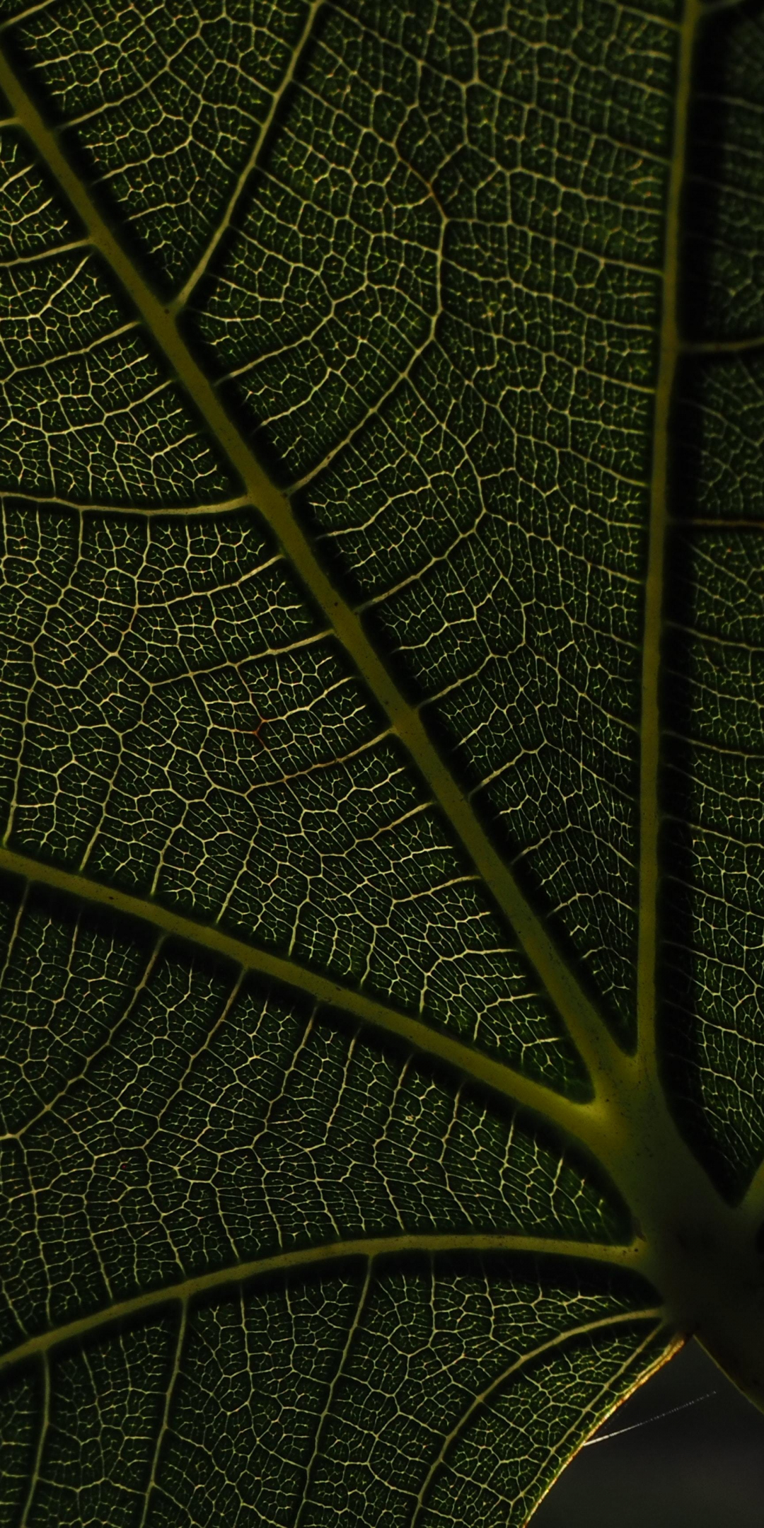 Macro, veins, green leaf, 1080x2160 wallpaper
