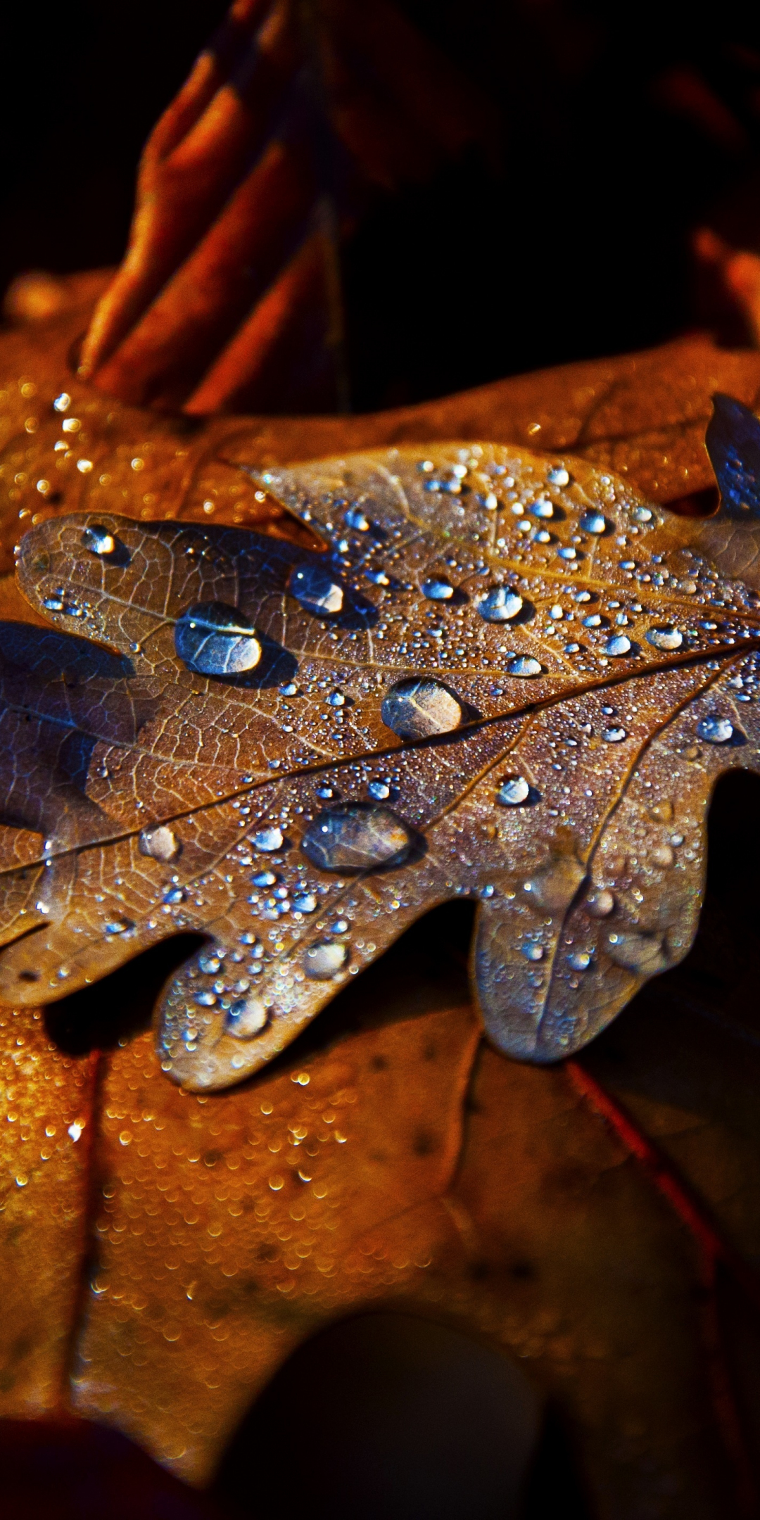 Leaf, drops, autumn, close up, 1080x2160 wallpaper