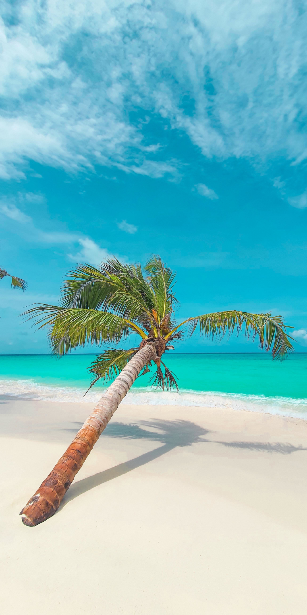 Palm tree, beach, tropical, 1080x2160 wallpaper