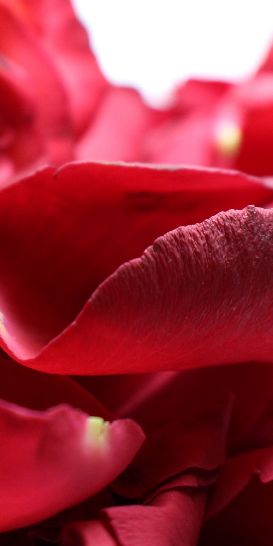 Petals rose, close up, 1080x2160 wallpaper