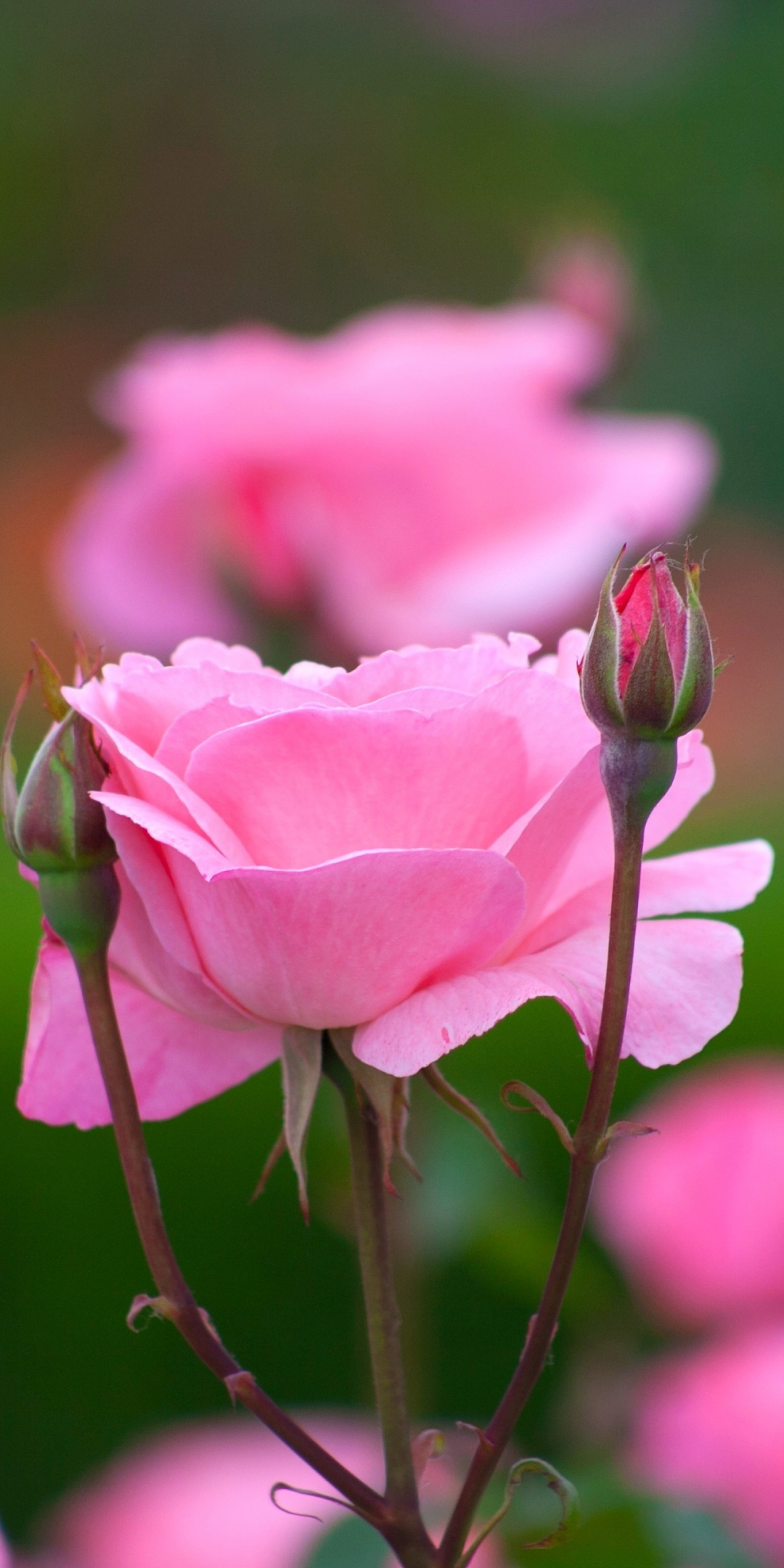 Rose, flowers, bloom, bud, pink, portrait, 1080x2160 wallpaper