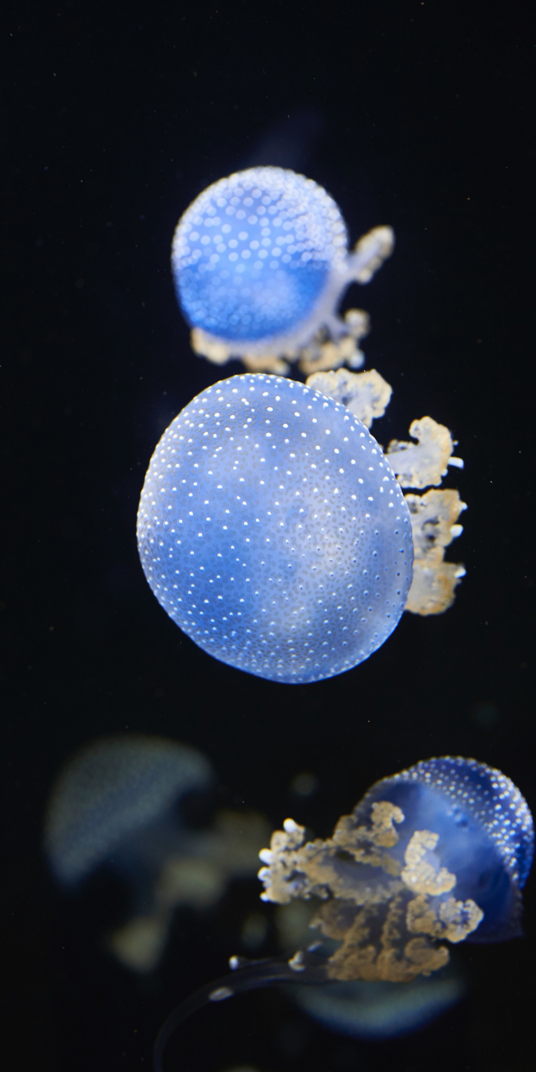 Underwater, blue glow, shine, jellyfish, 1080x2160 wallpaper
