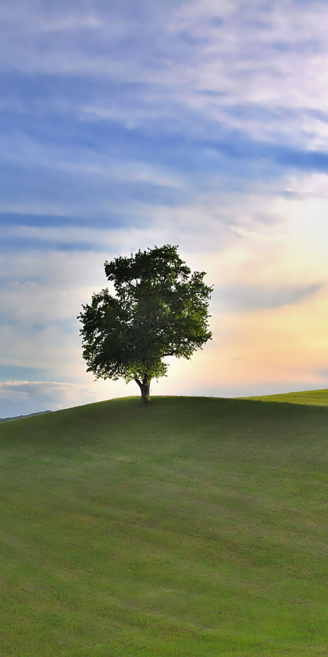 Landscape, nature, grass field, lone tree, 1080x2160 wallpaper