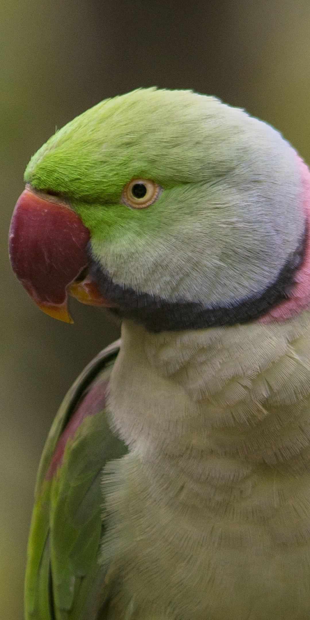 Close up, bird, parrot, 1080x2160 wallpaper