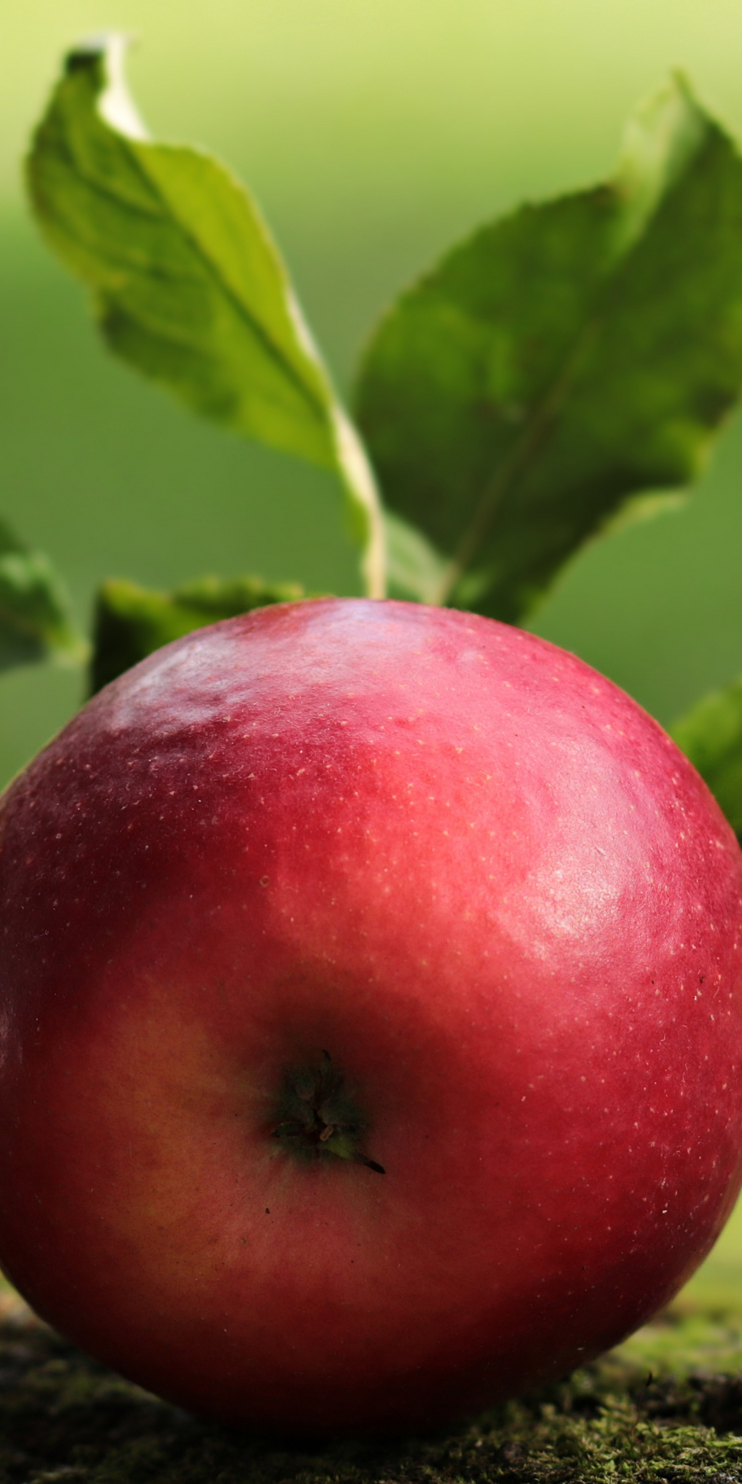Apple, fruit, close up, 1080x2160 wallpaper