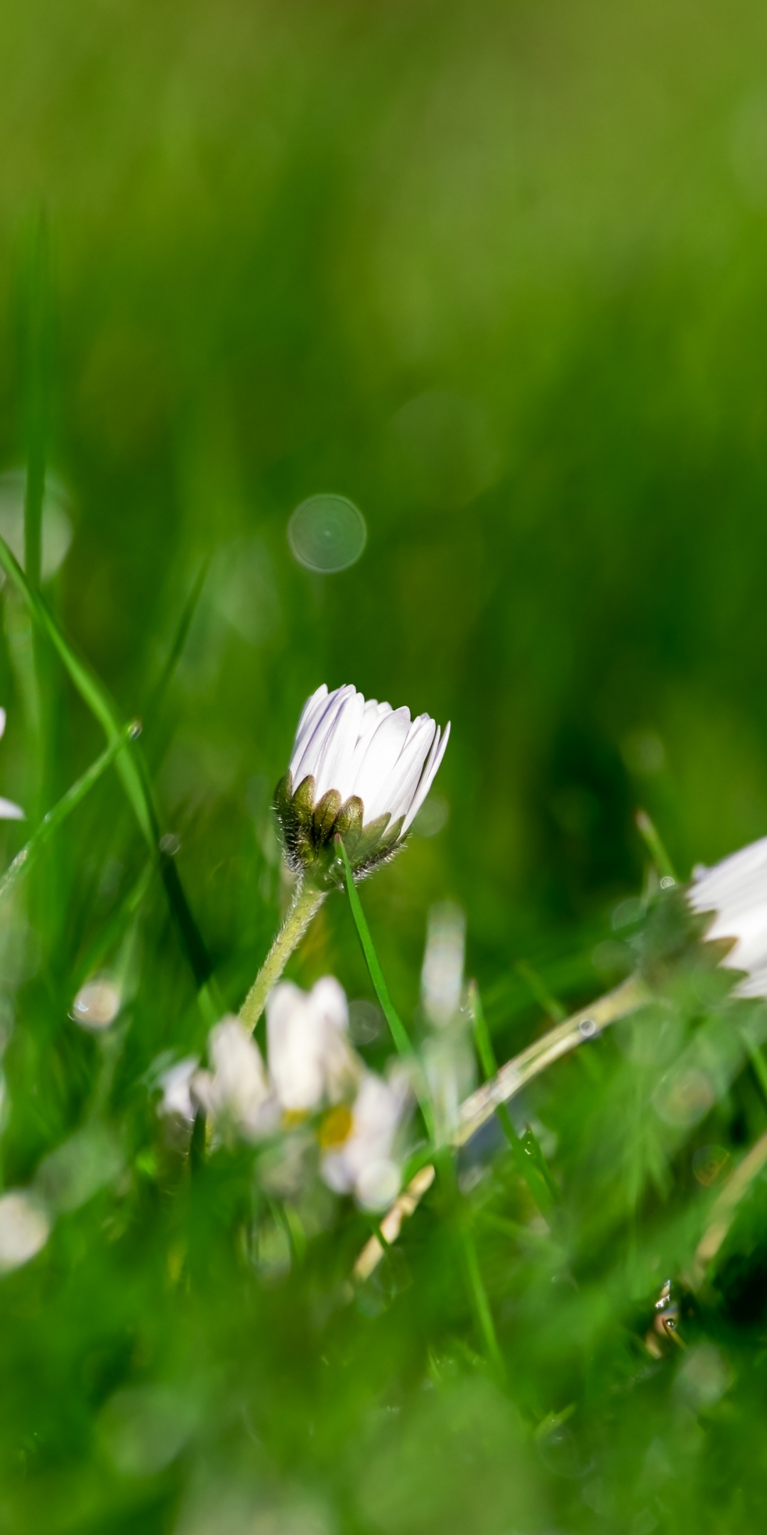 Daisy, buds, grass, meadow, spring, 1080x2160 wallpaper