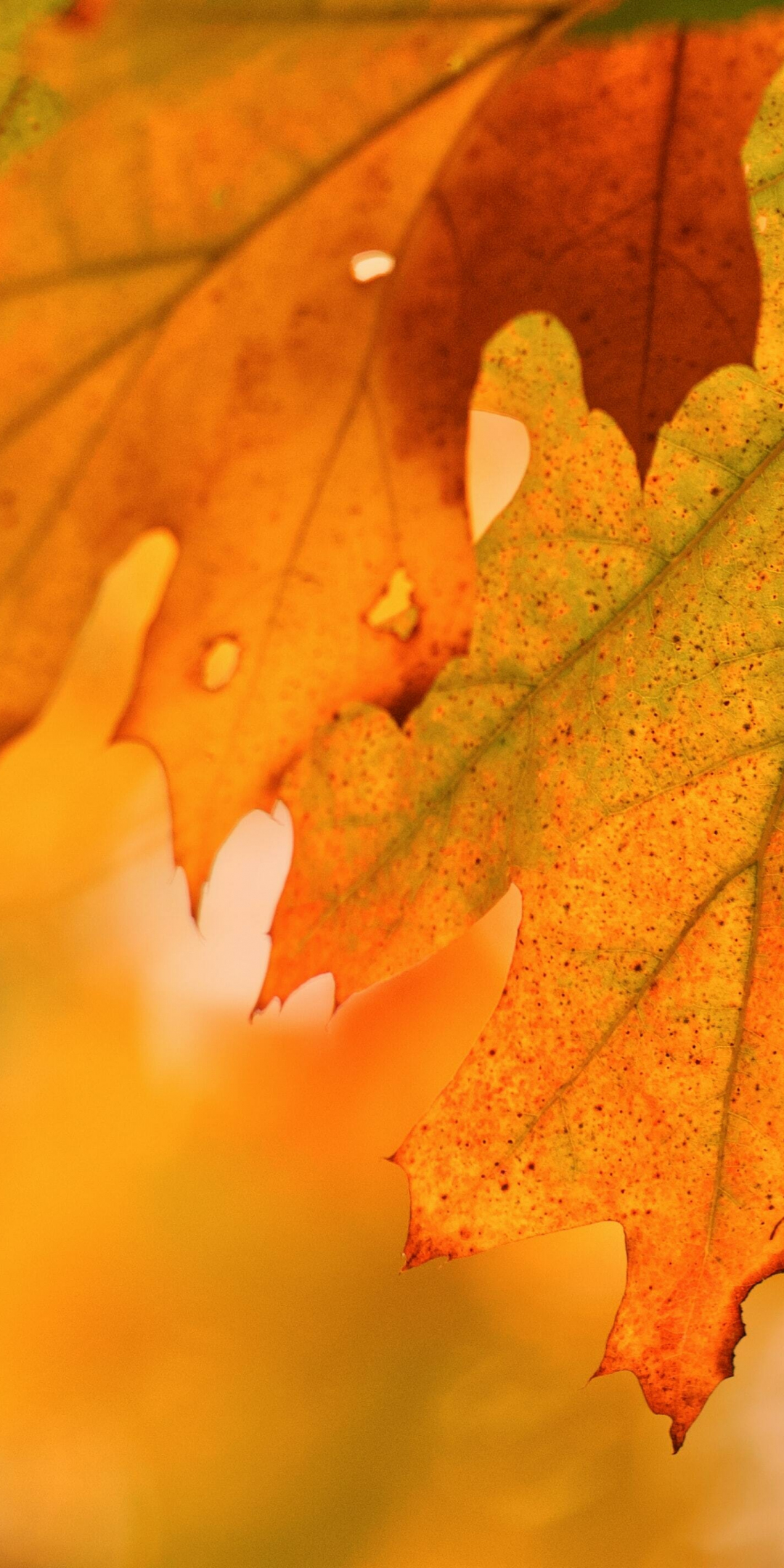 Foliage, autumn, close up, maple leaf, 1080x2160 wallpaper