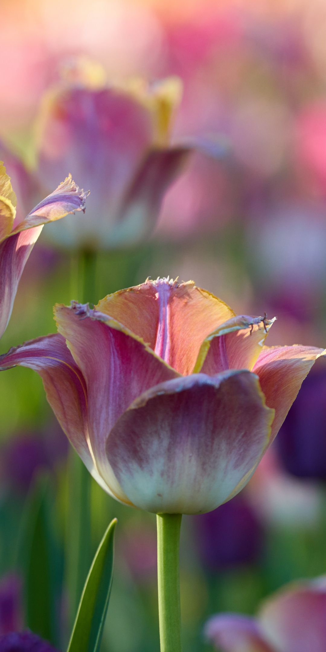 Tulips flowers, pink-white, flowerbed, 1080x2160 wallpaper