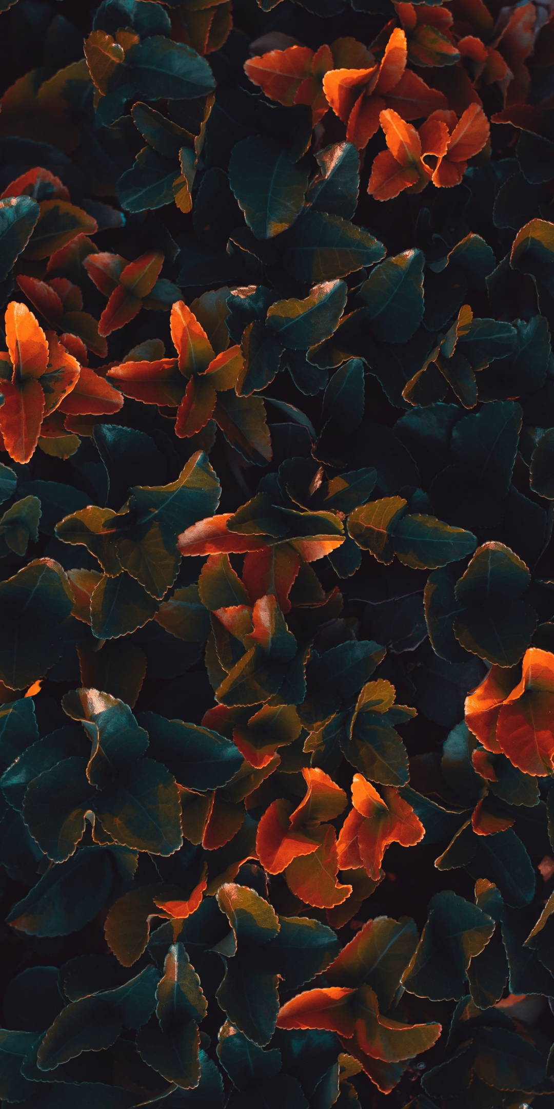 Plant leaves, bright glow, surface, 1080x2160 wallpaper