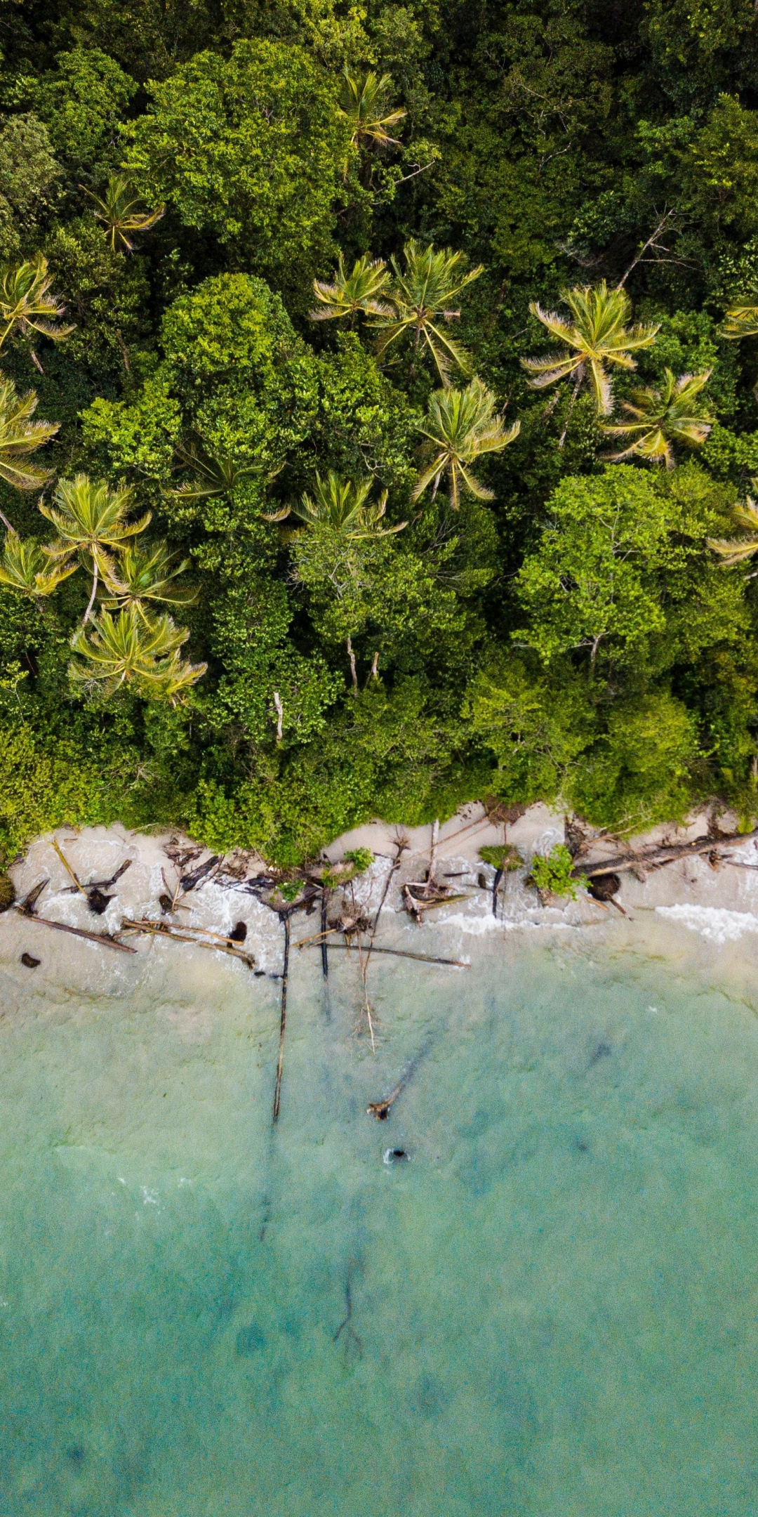 Palms, green coast, nature, aerial view, 1080x2160 wallpaper