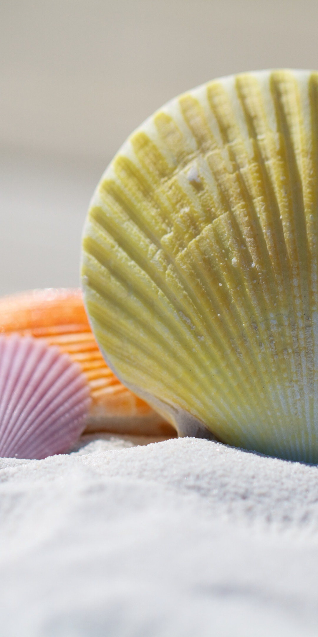 Seashells, sand, close up, 1080x2160 wallpaper
