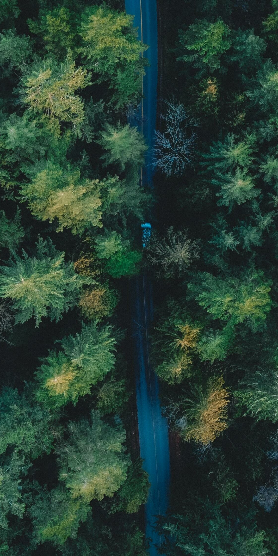 Green trees, spring, aerial view, 1080x2160 wallpaper