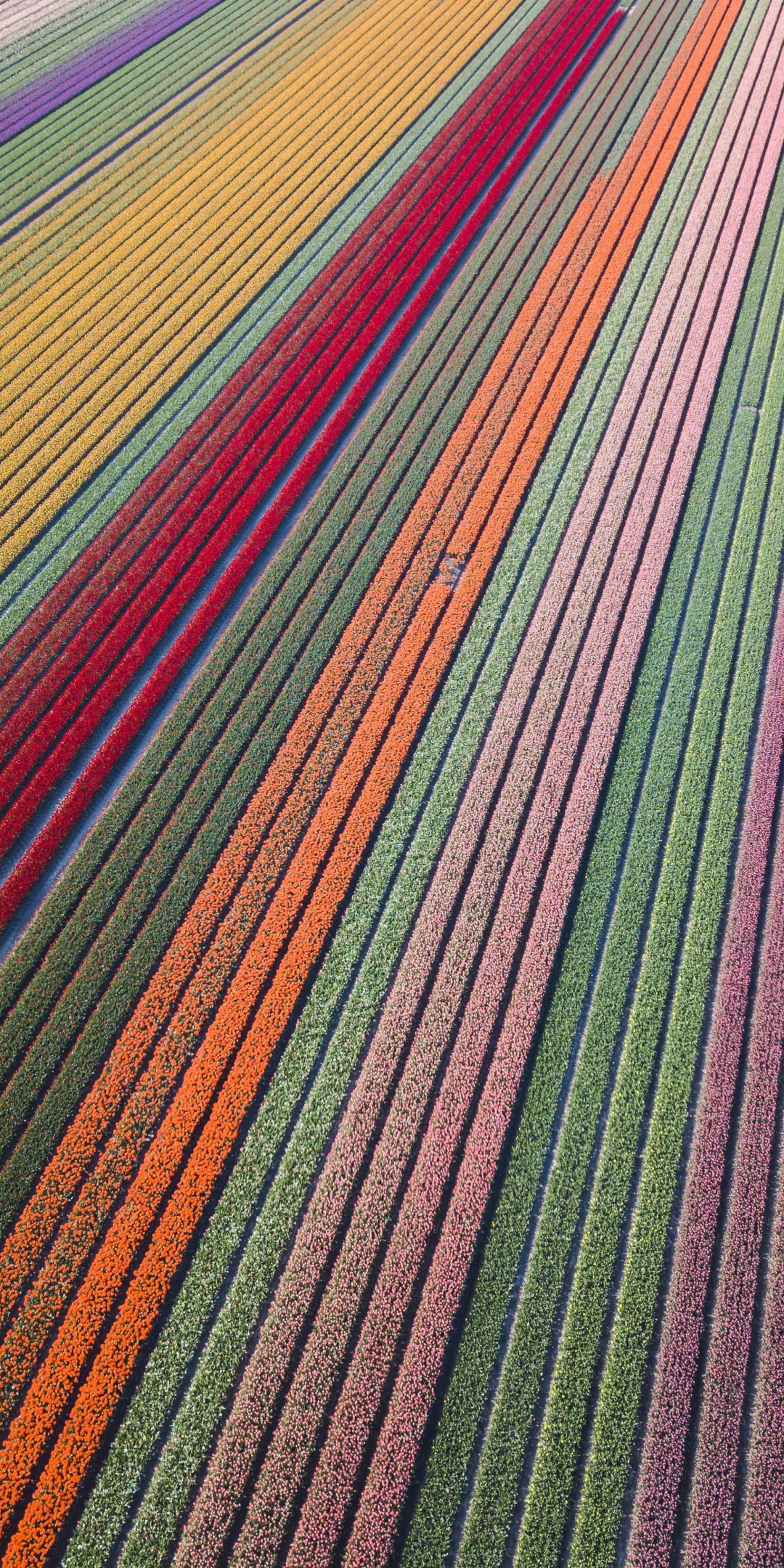 Colorful, flowers farms, aerial view, 1080x2160 wallpaper