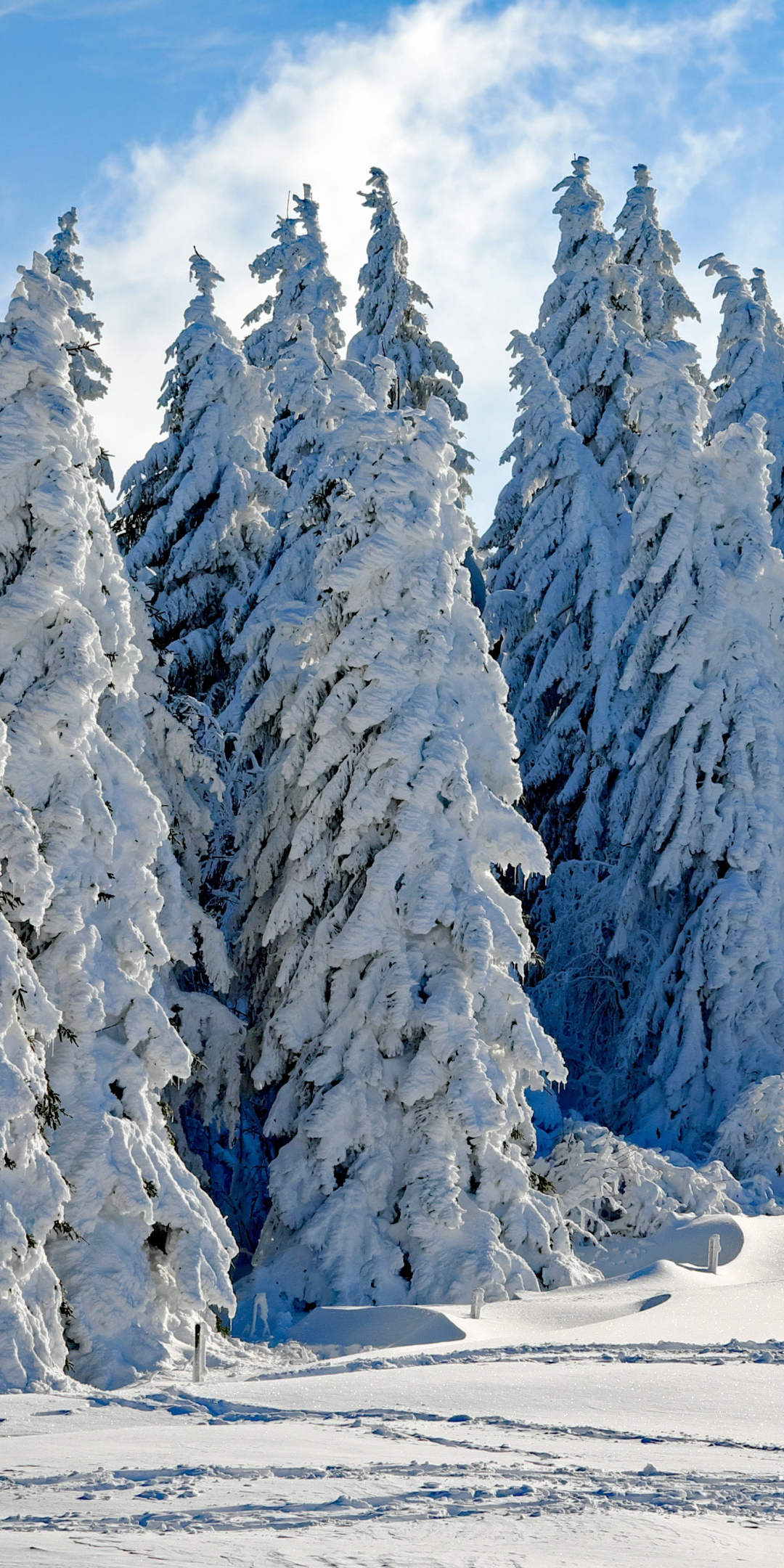Wintry season, day, trees, snow, 1080x2160 wallpaper