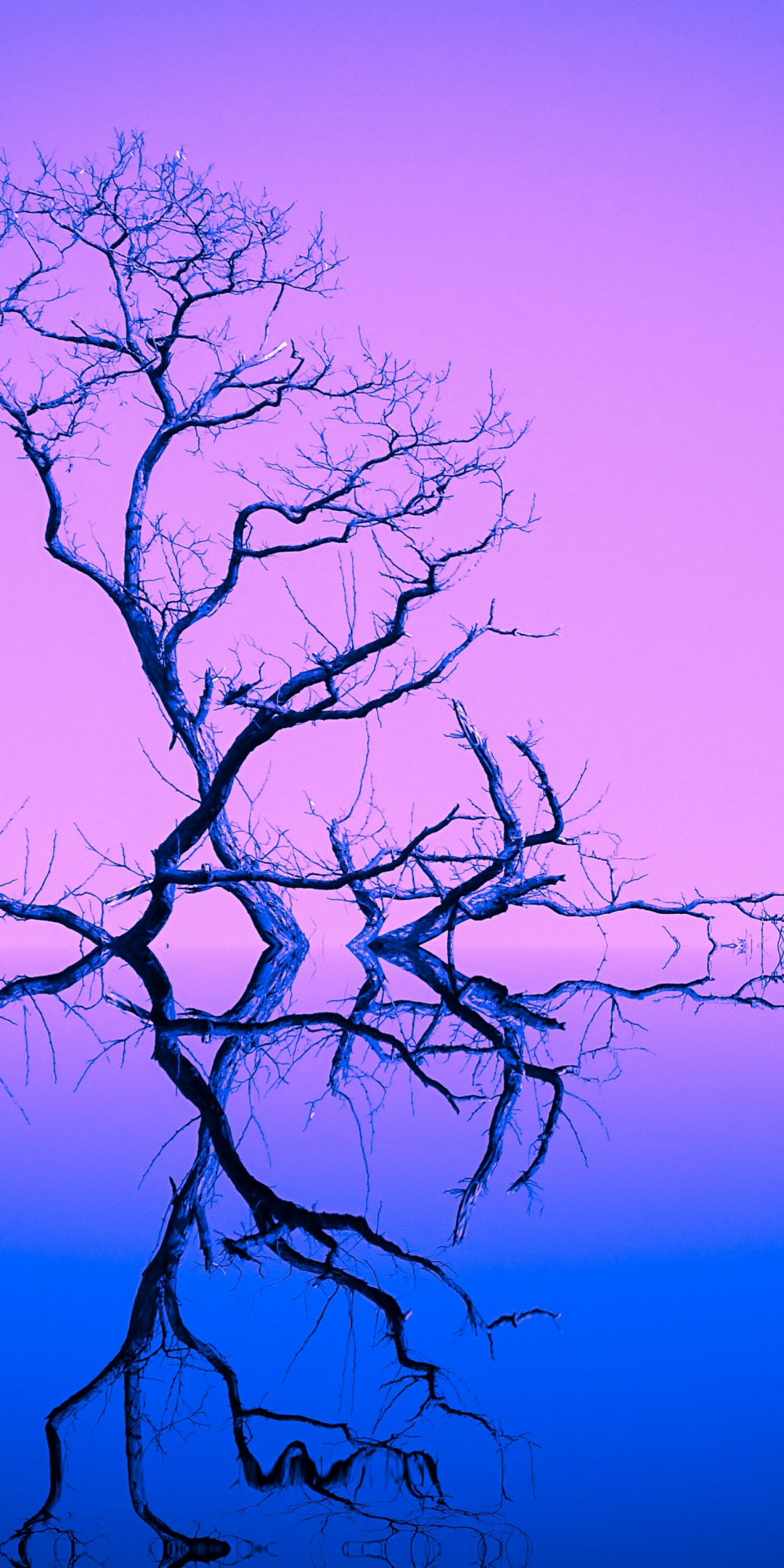Old, dried tree, reflections, sunset, 1080x2160 wallpaper