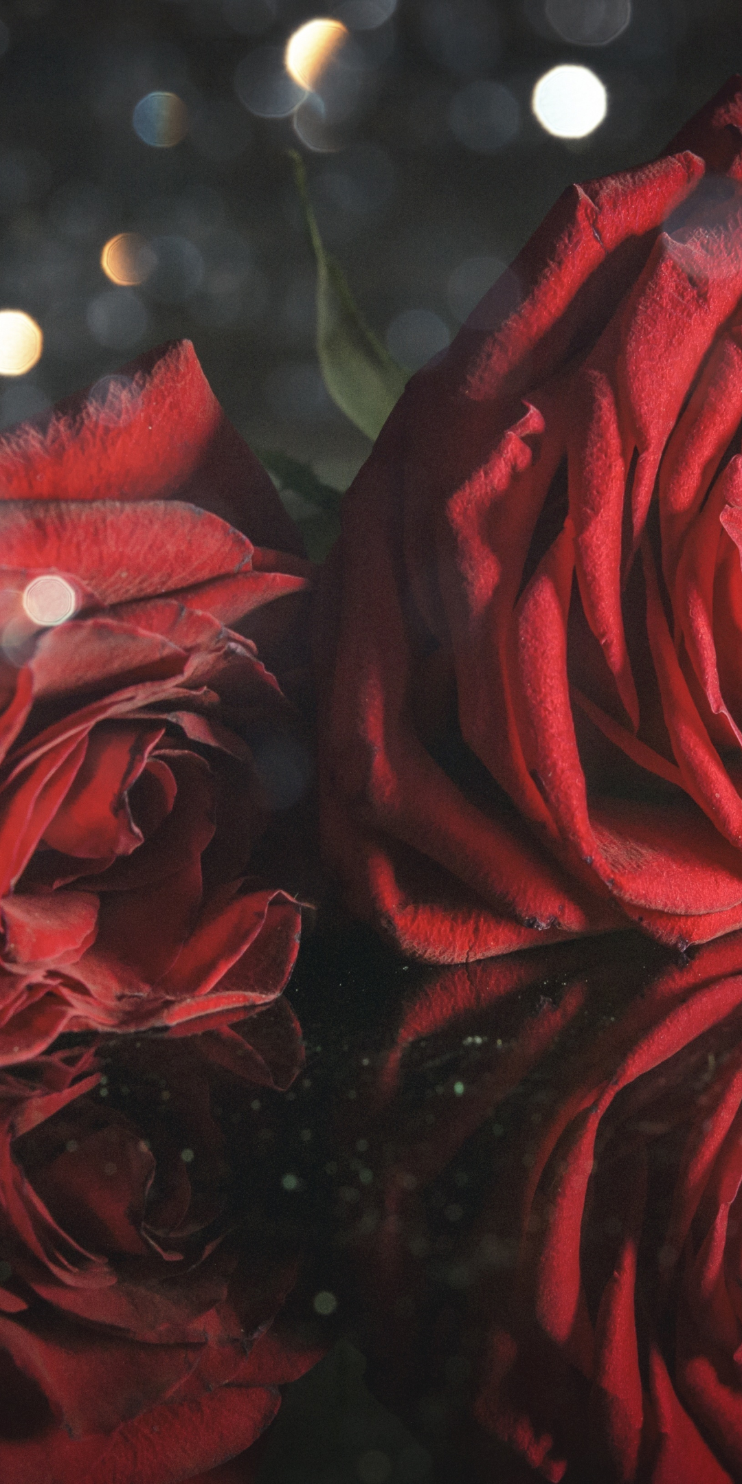 Red roses, close up, 1080x2160 wallpaper