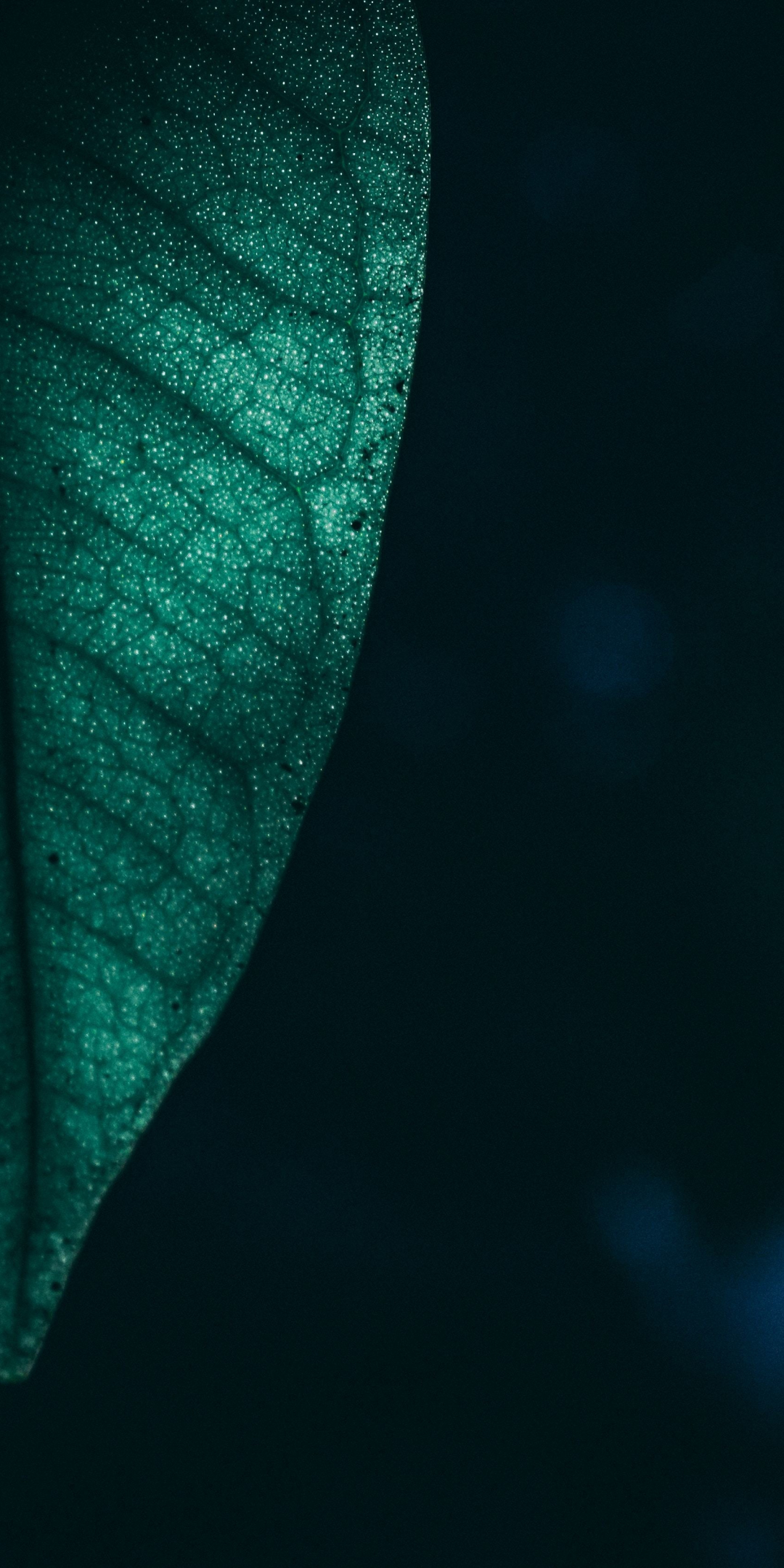 Close up, half, green leaf, 1080x2160 wallpaper