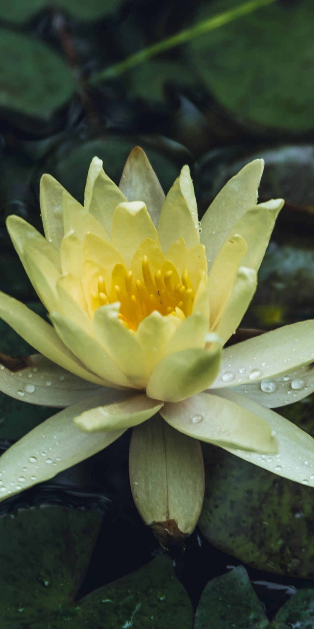 Drops, yellow flower, water lily, bloom, 1080x2160 wallpaper