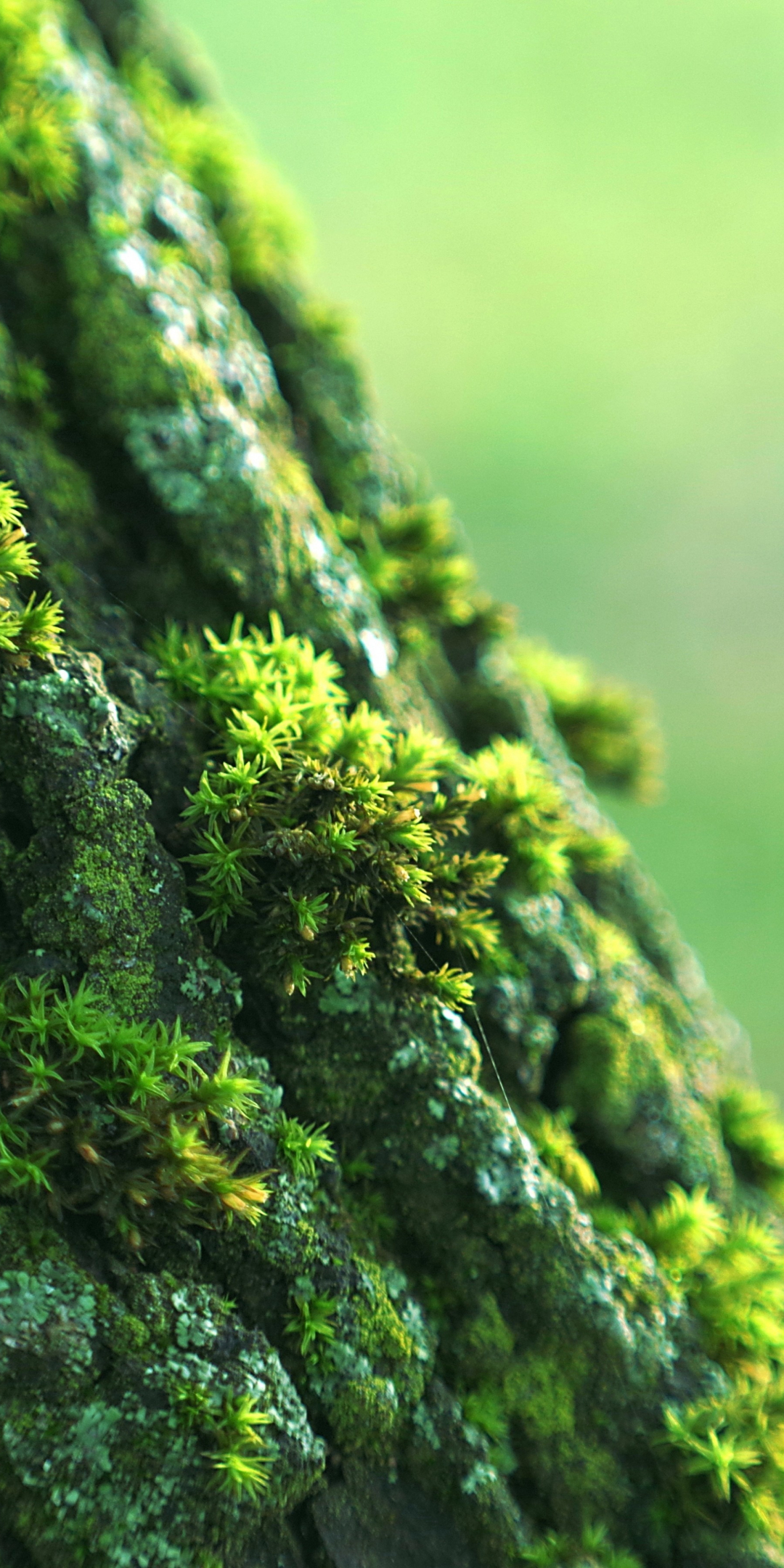 Moss, small grass, bark, close up, 1080x2160 wallpaper
